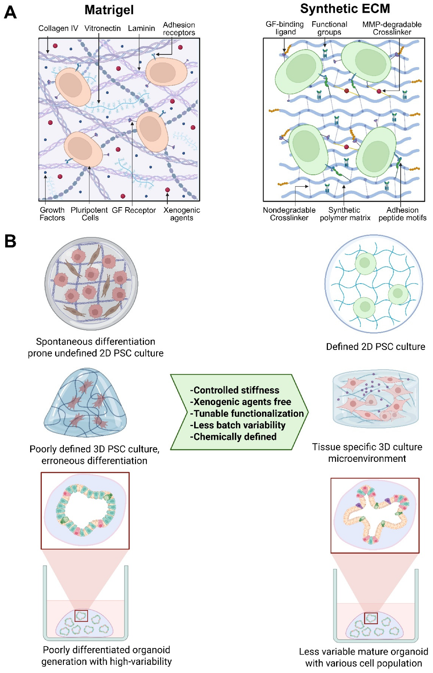 Biomedicines 14 00485 g001
