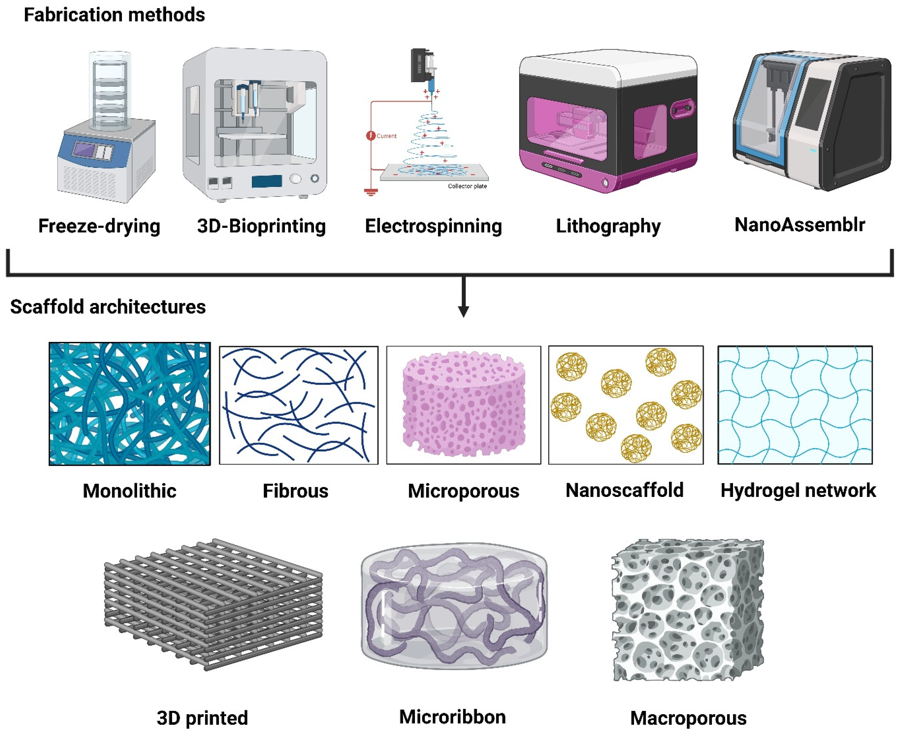 Biomedicines 14 00485 g002