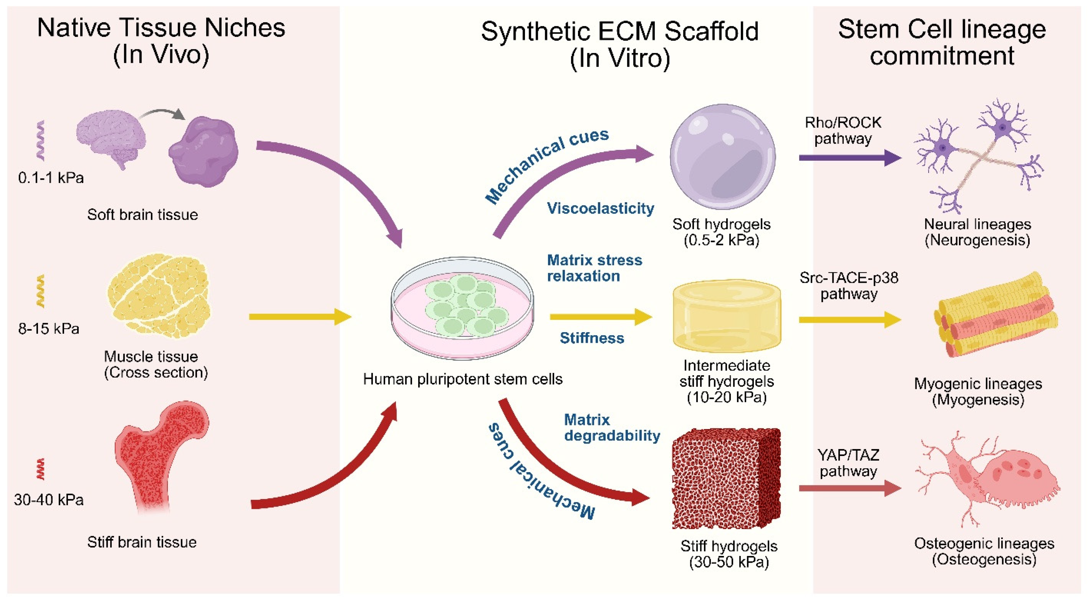 Biomedicines 14 00485 g003