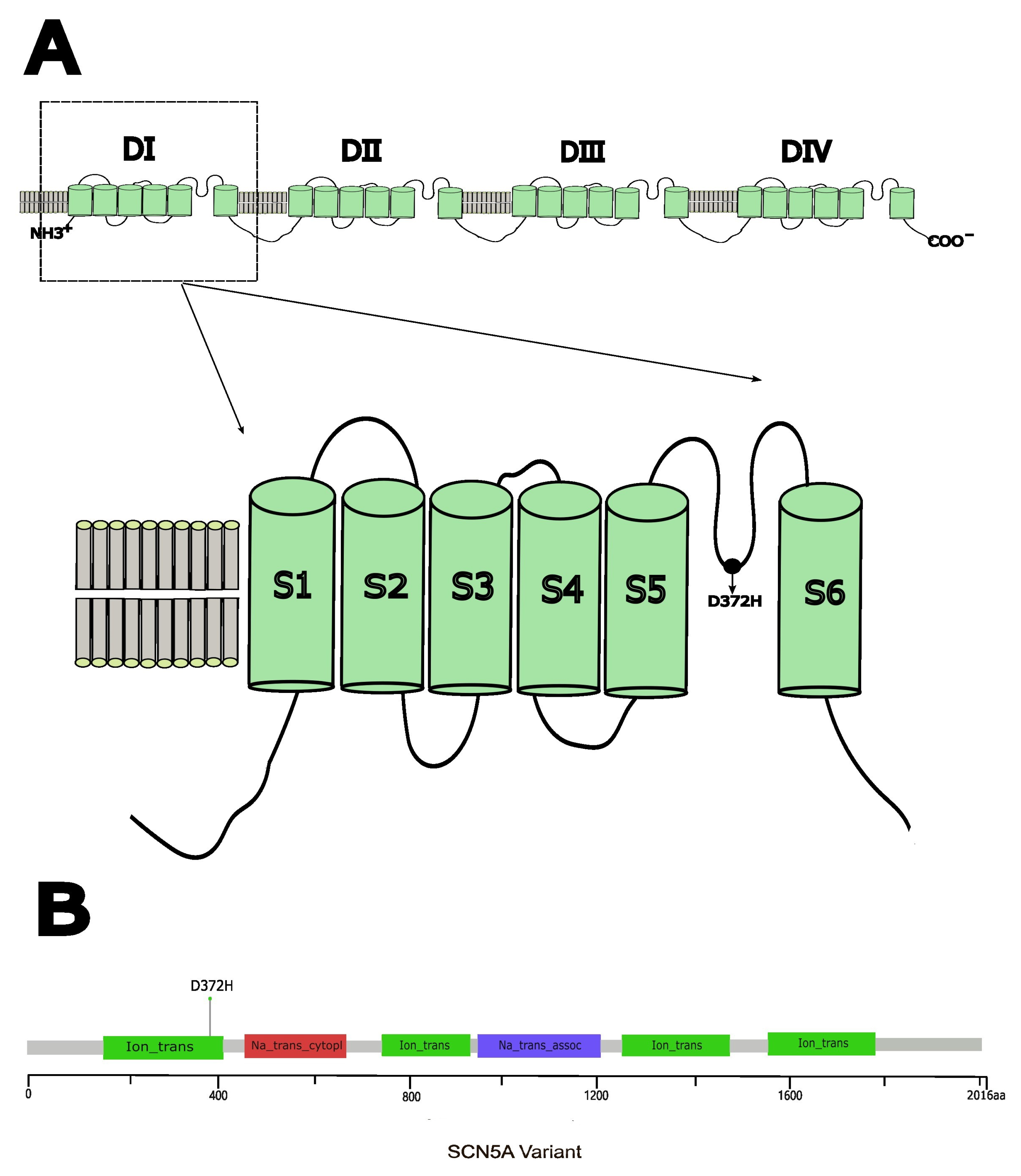 Biomedicines 14 00582 g001