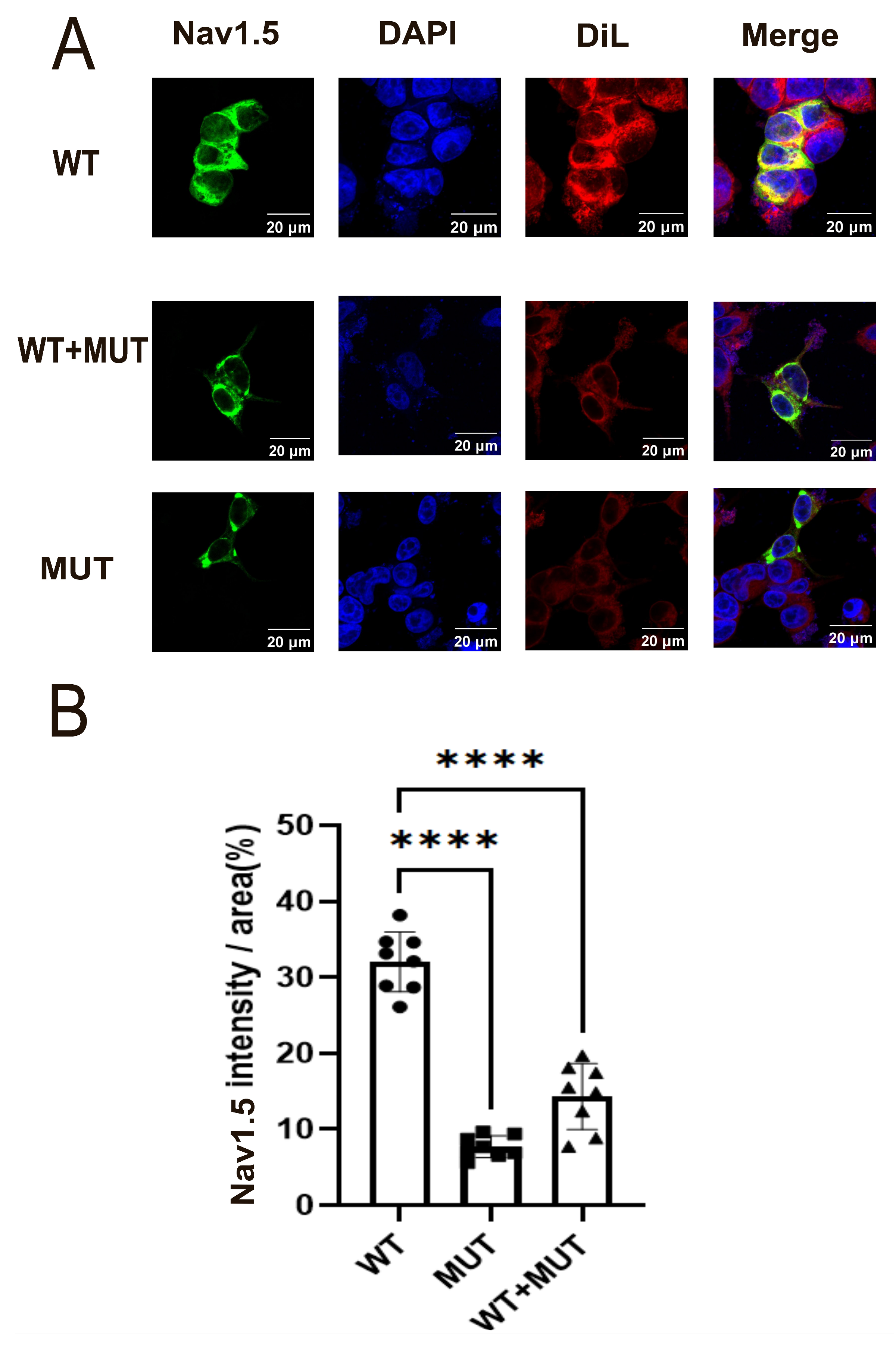 Biomedicines 14 00582 g004