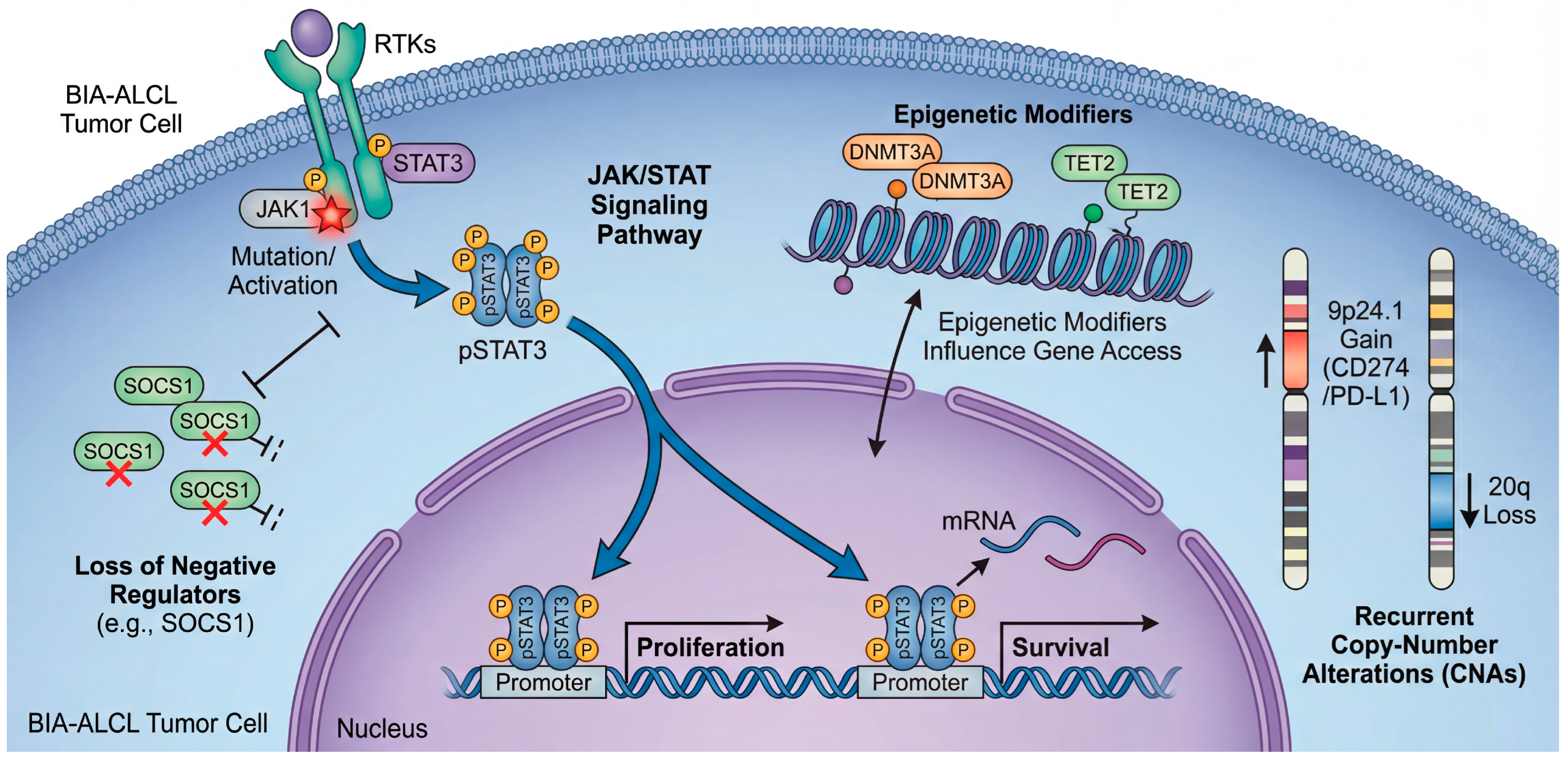 Biomedicines 14 00600 g004 Biomedicines 14 00600 g004