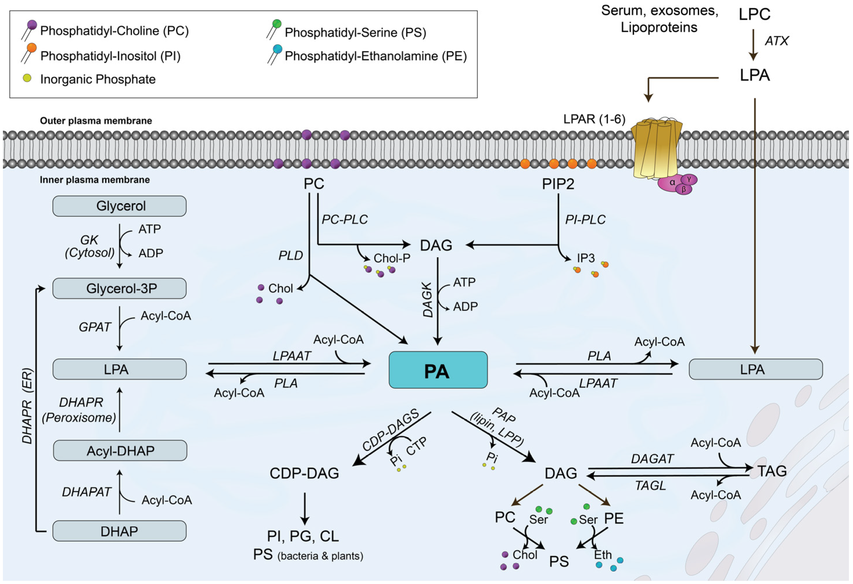 Biomedicines 14 00616 g001