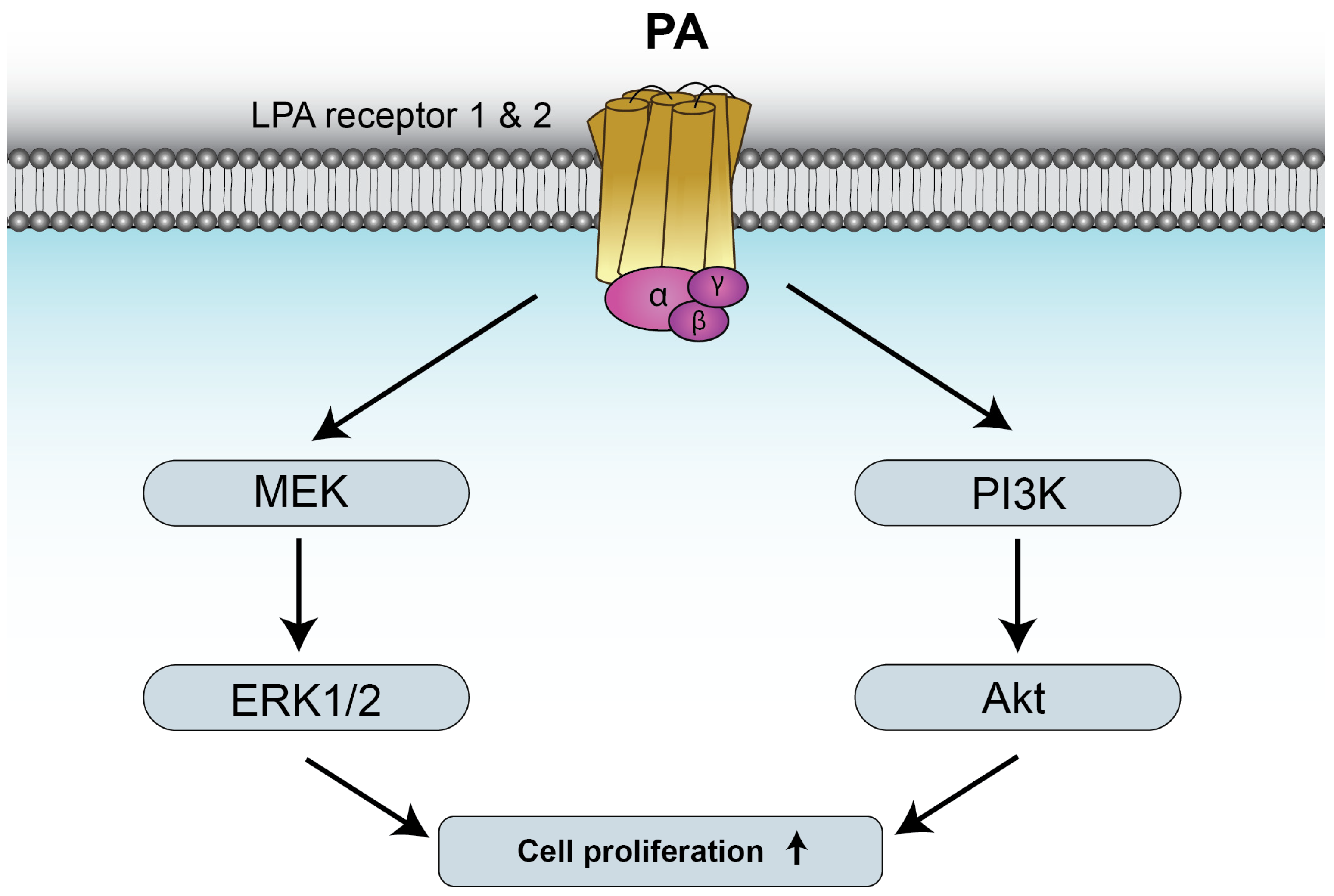 Biomedicines 14 00616 g002