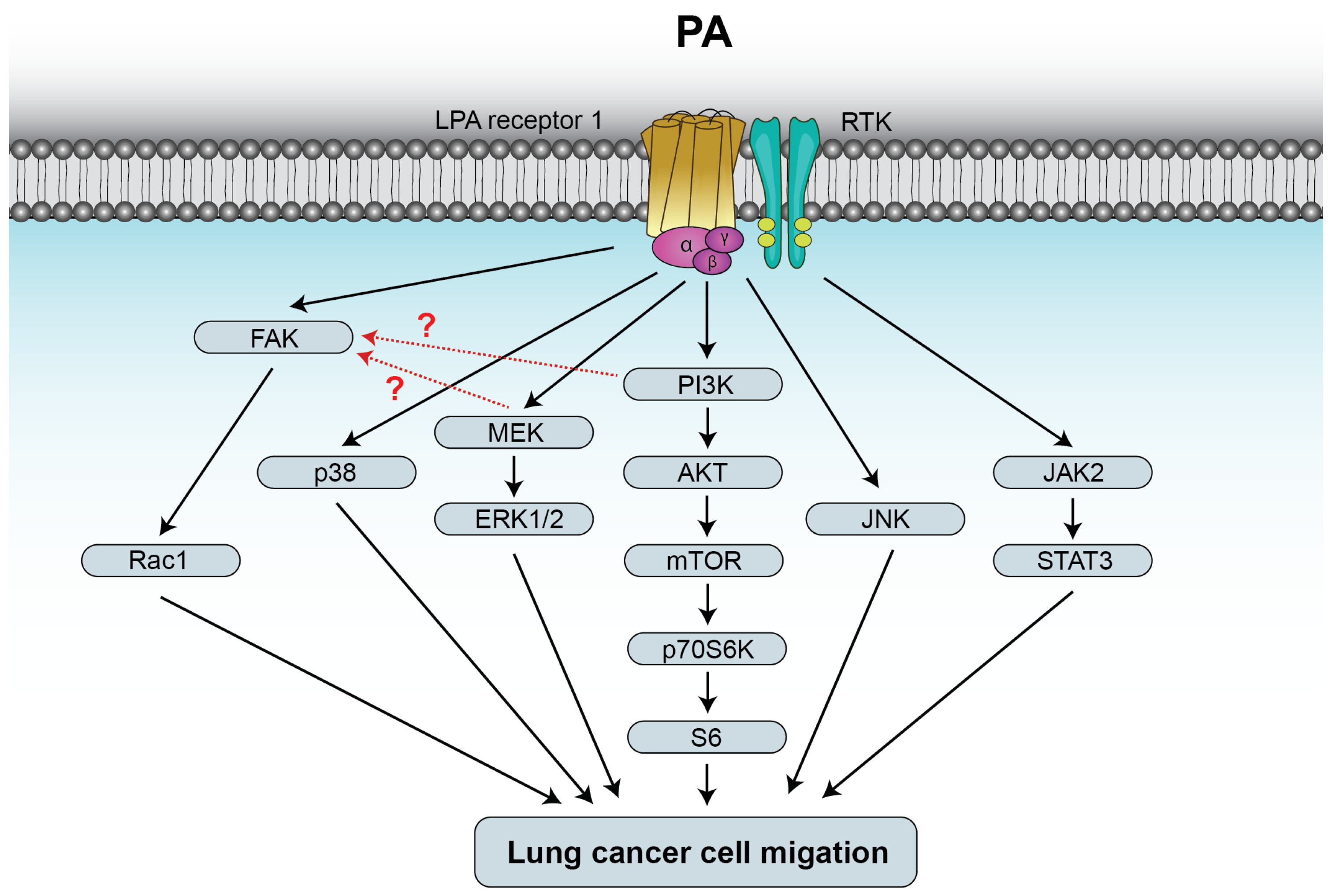 Biomedicines 14 00616 g003