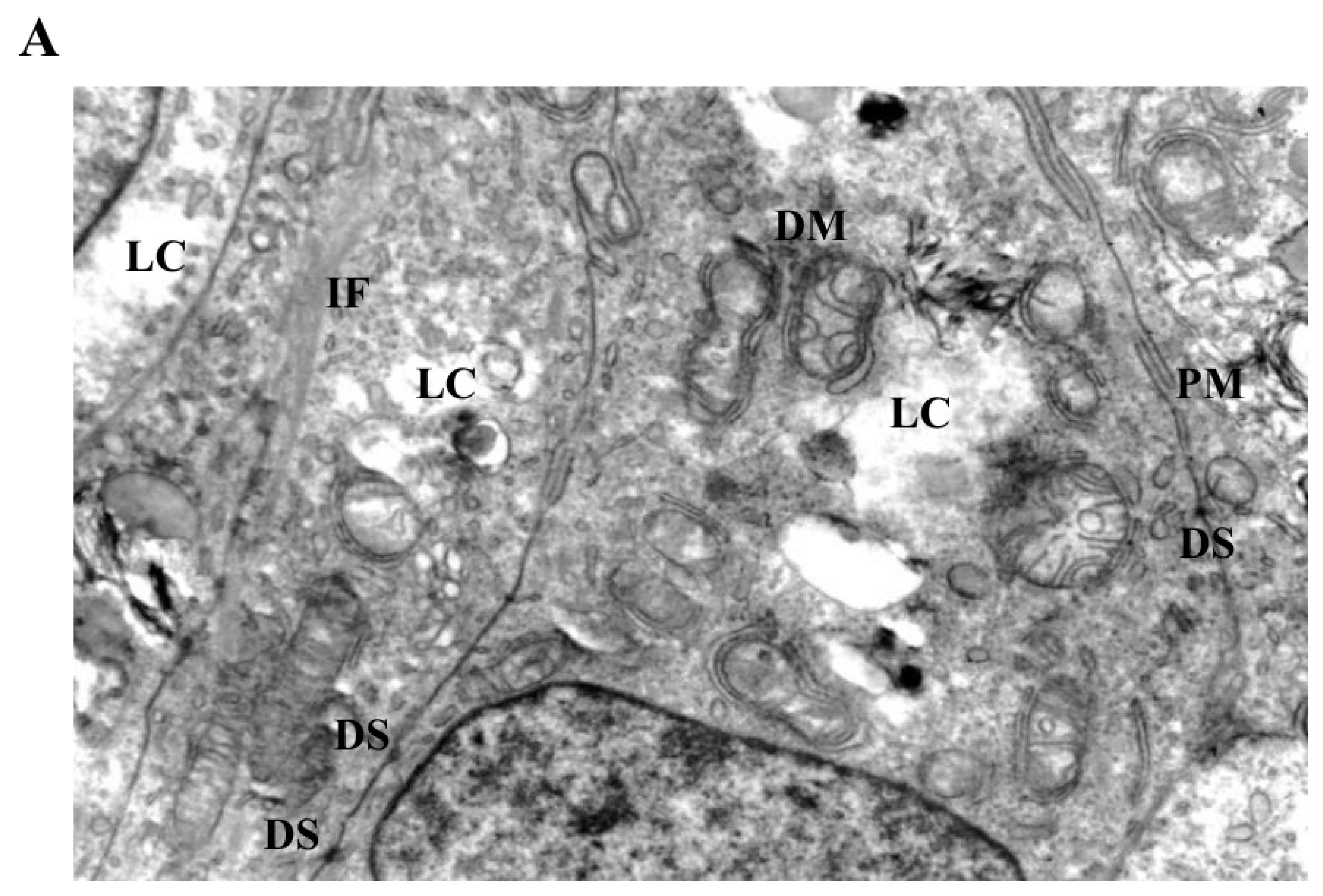 Biomedicines 14 00655 g005a
