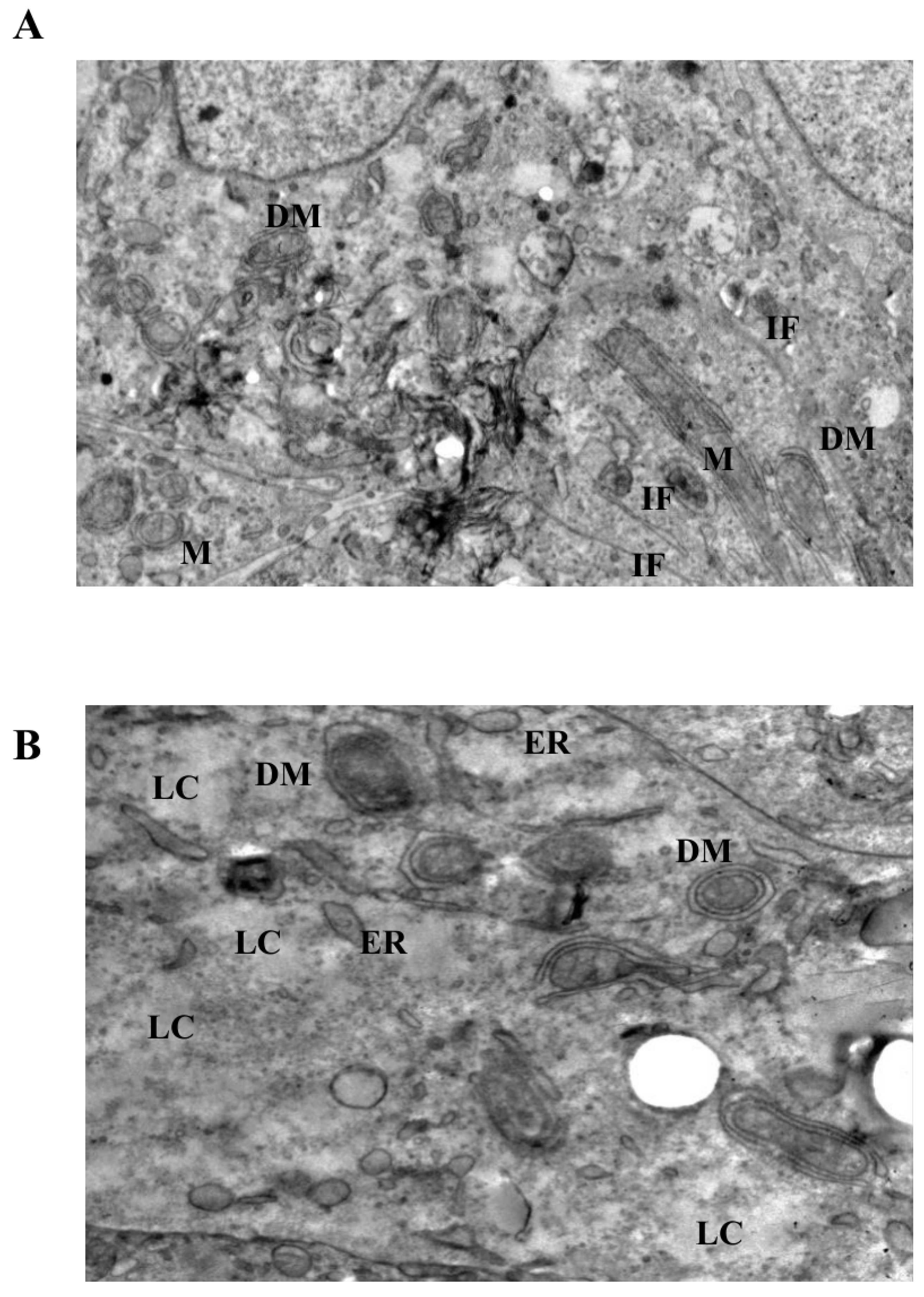 Biomedicines 14 00655 g006