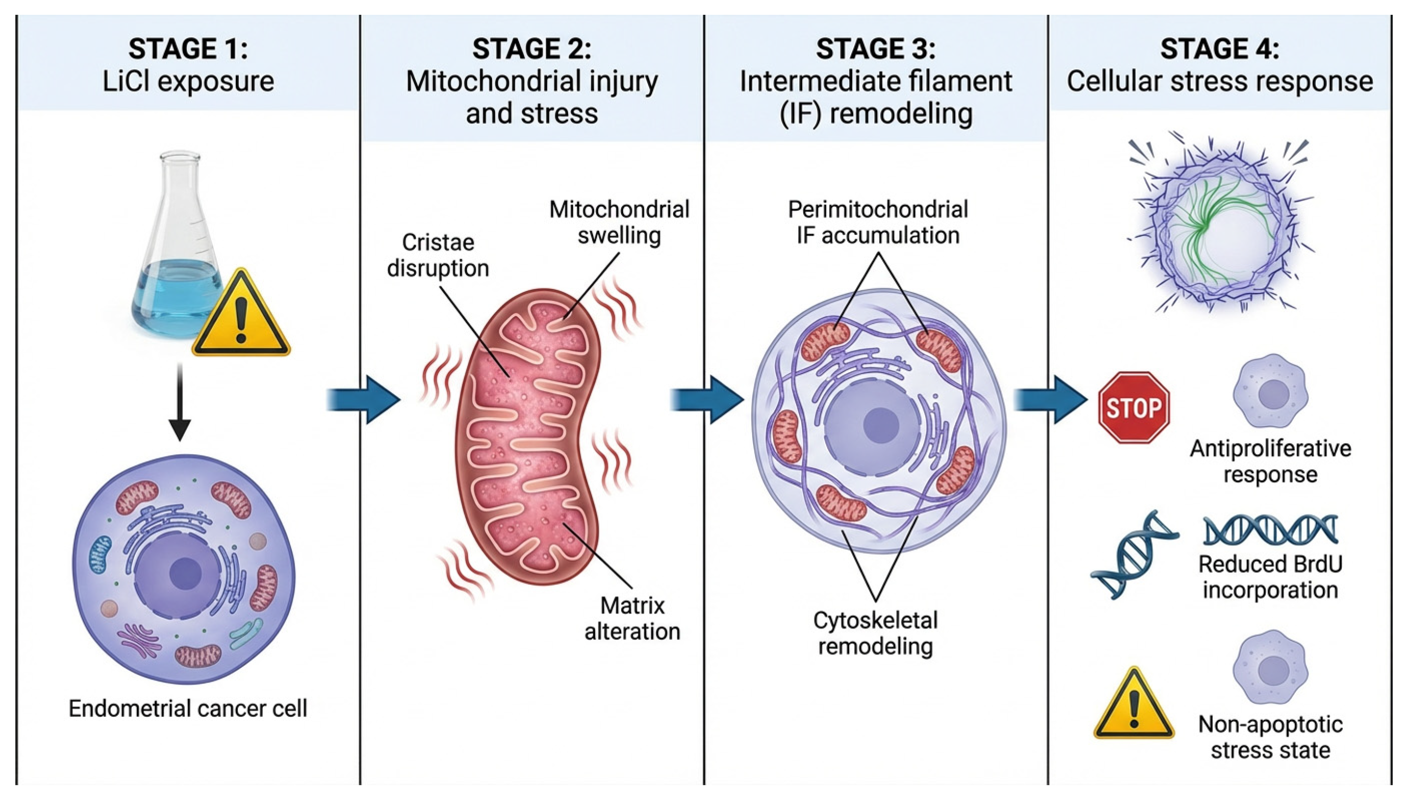Biomedicines 14 00655 g007