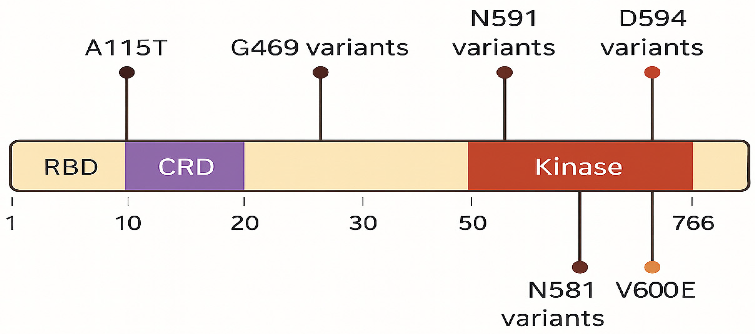 Biomedicines 14 00672 g003