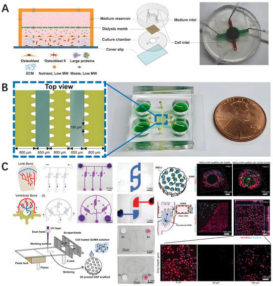 Biomedicines 14 00710 g003