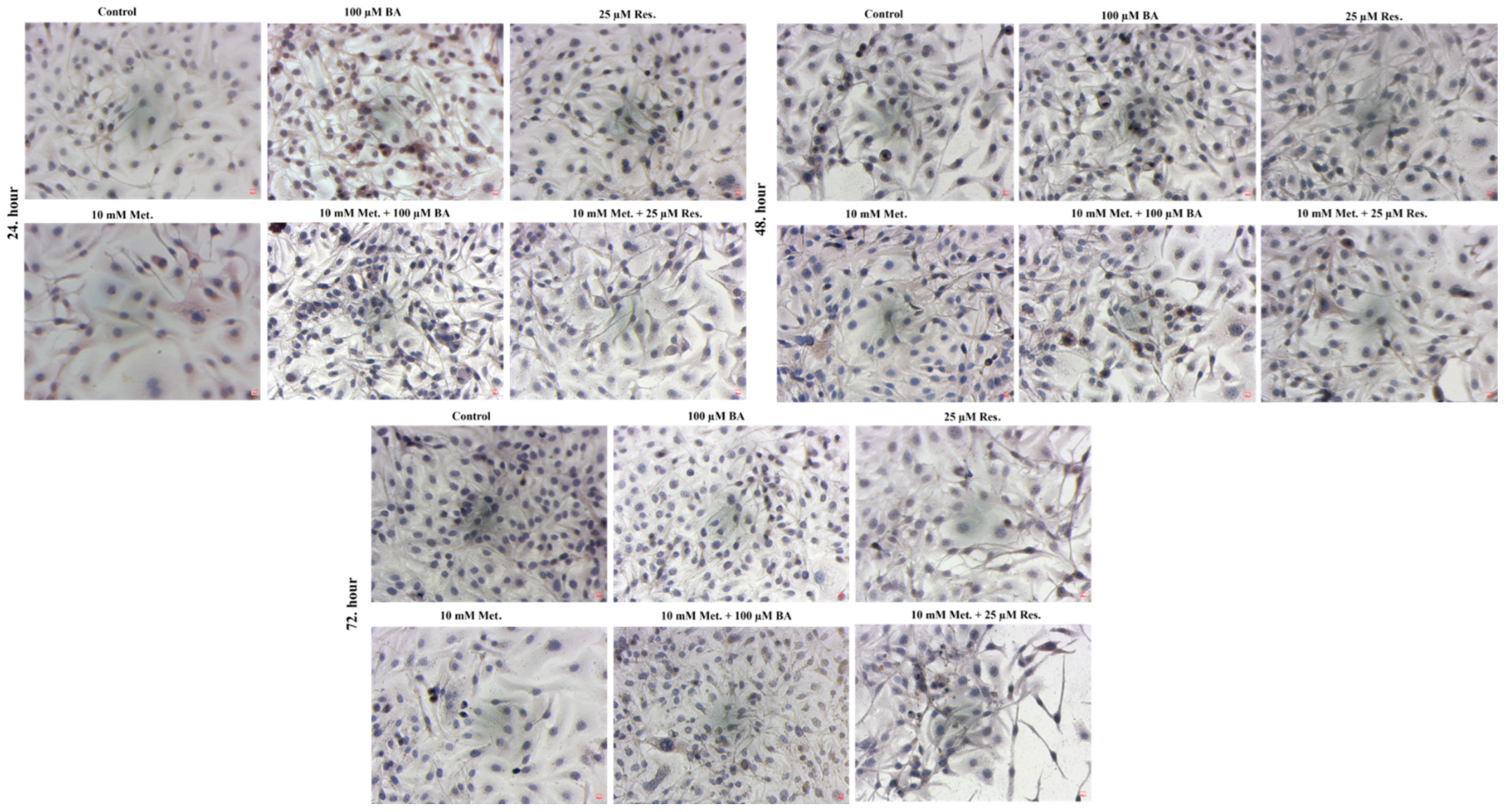 Biomedicines 14 00719 g005 Biomedicines 14 00719 g005