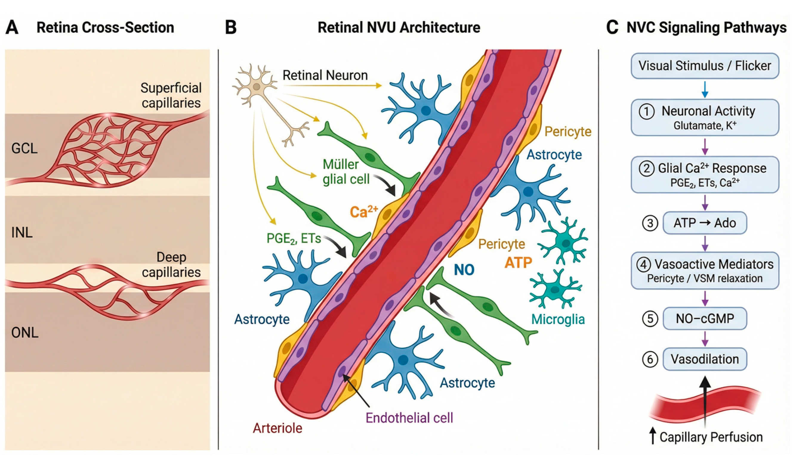 Biomedicines 14 00736 g001