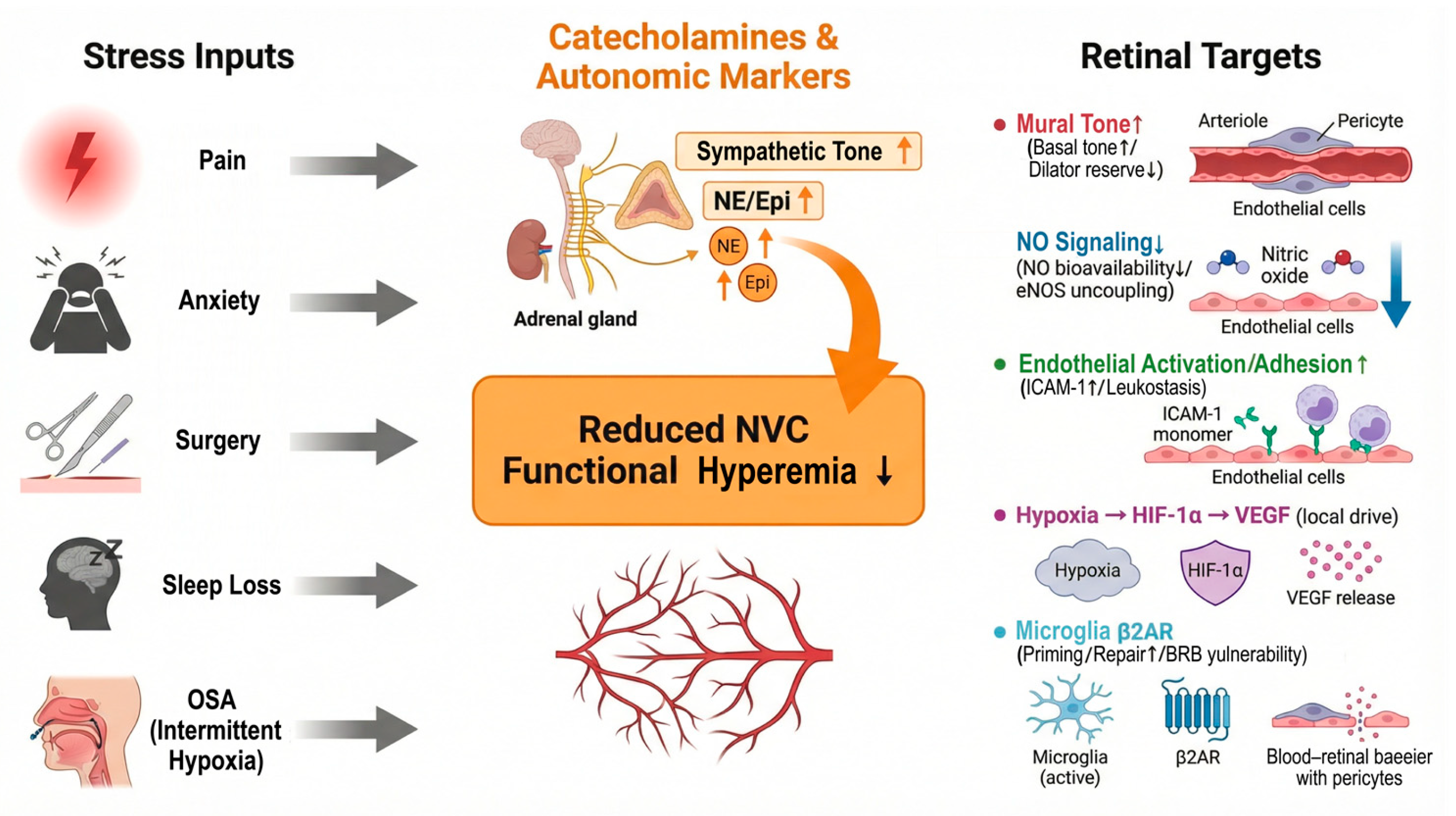 Biomedicines 14 00736 g003