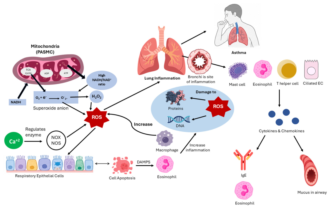 Biomedicines 14 01107 g003 Biomedicines 14 01107 g003