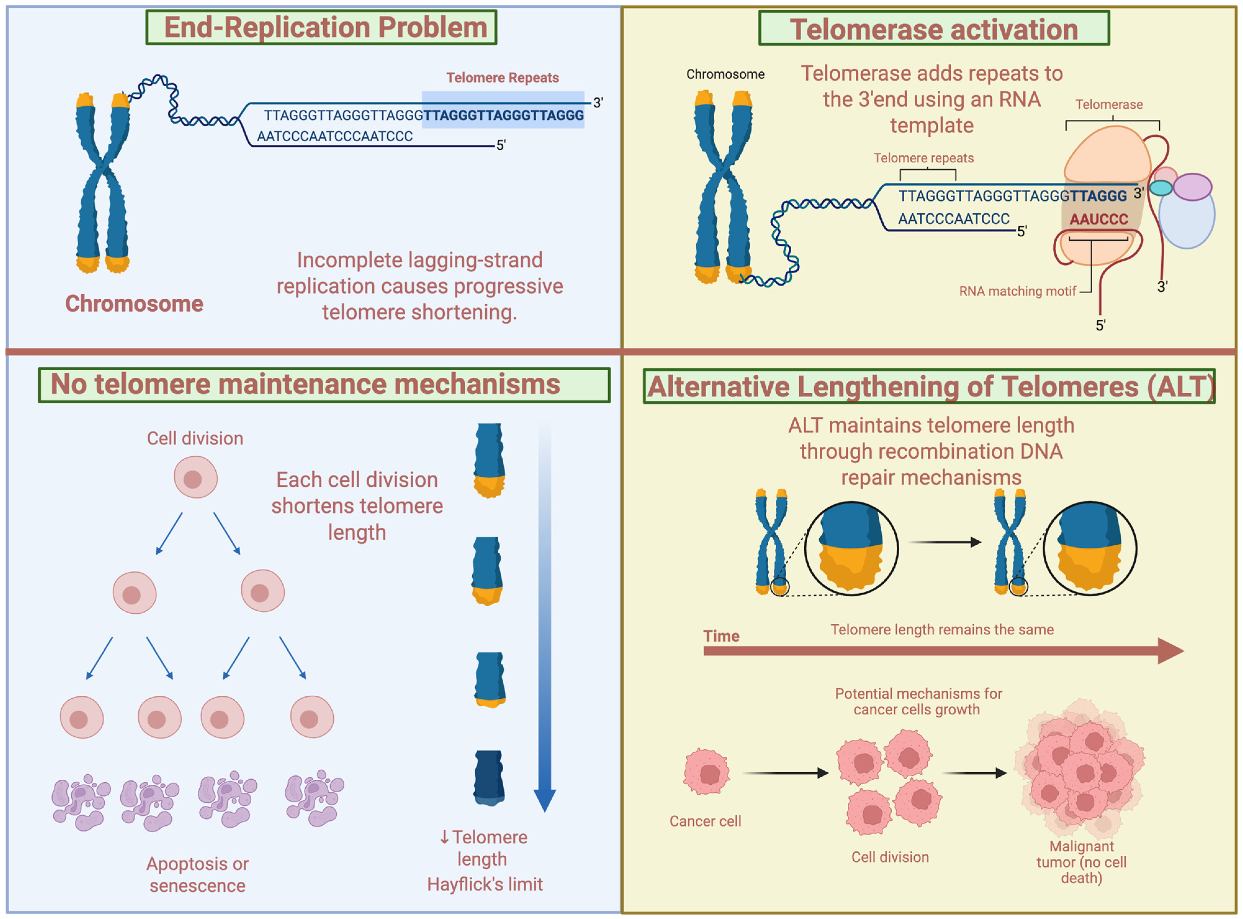Genetic Determinants of Telomere Length and Their Role in Human Disease ...