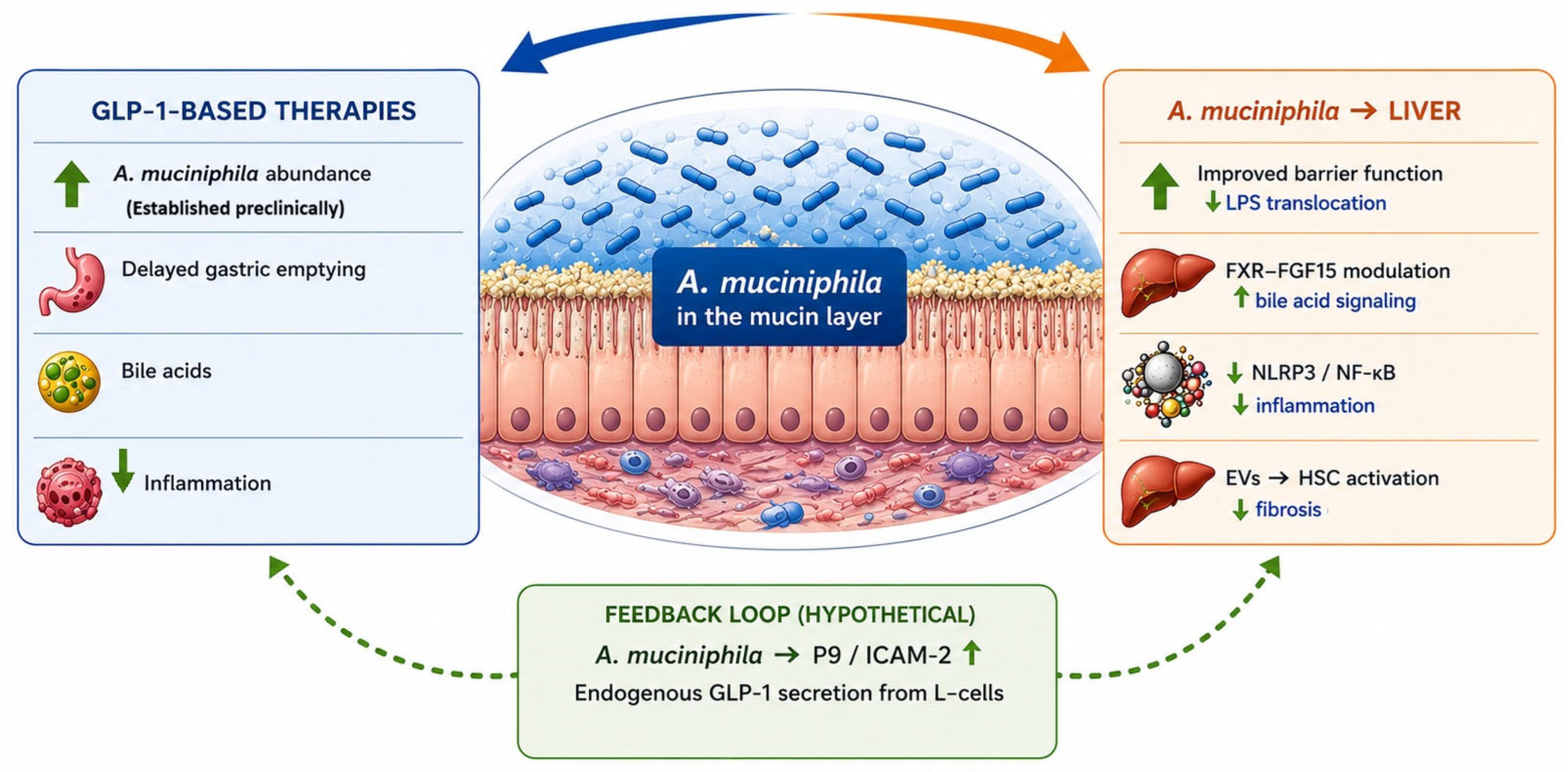 Biomedicines 14 01235 g002 Biomedicines 14 01235 g002