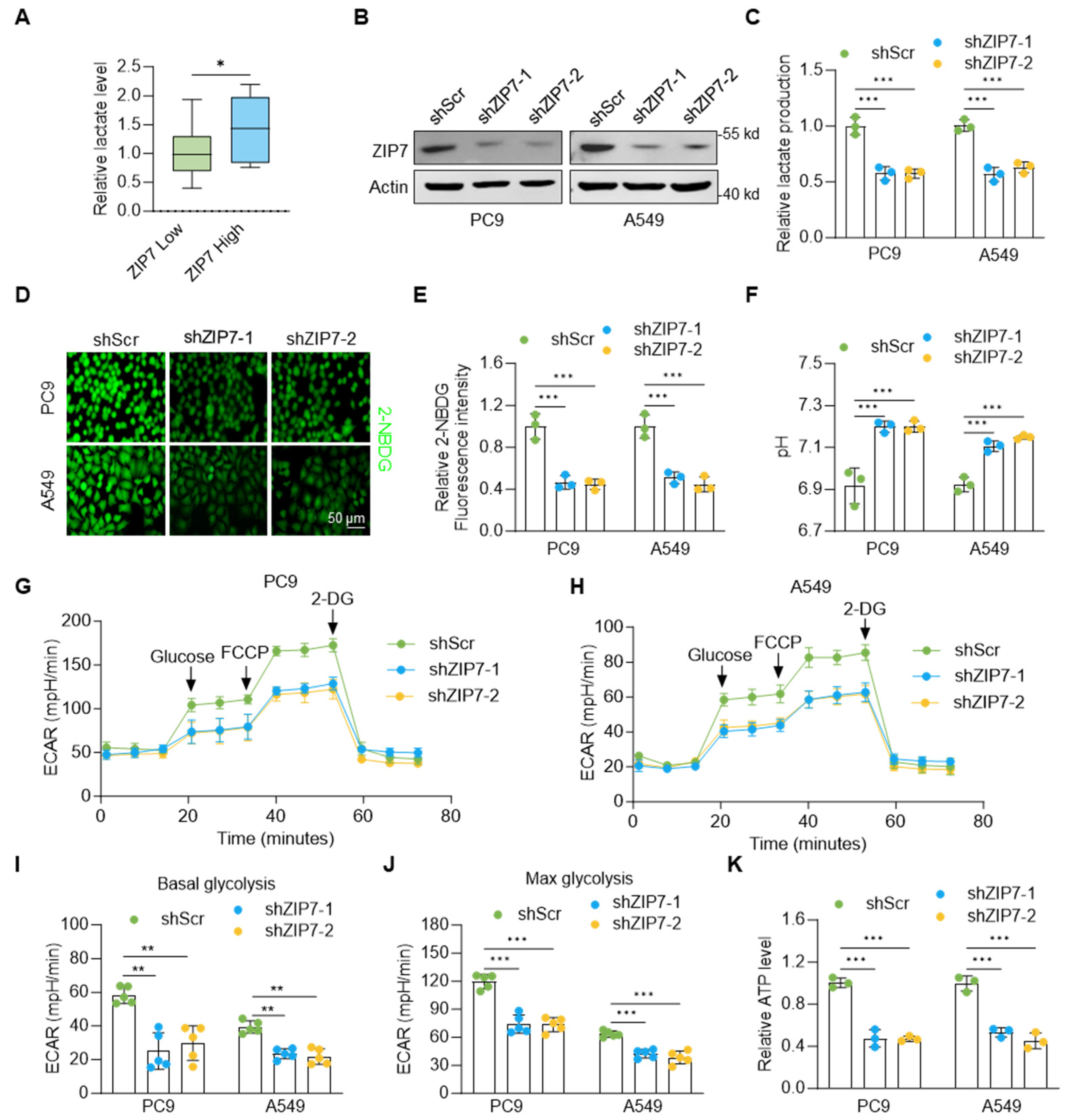 Biomedicines 14 01262 g002 Biomedicines 14 01262 g002