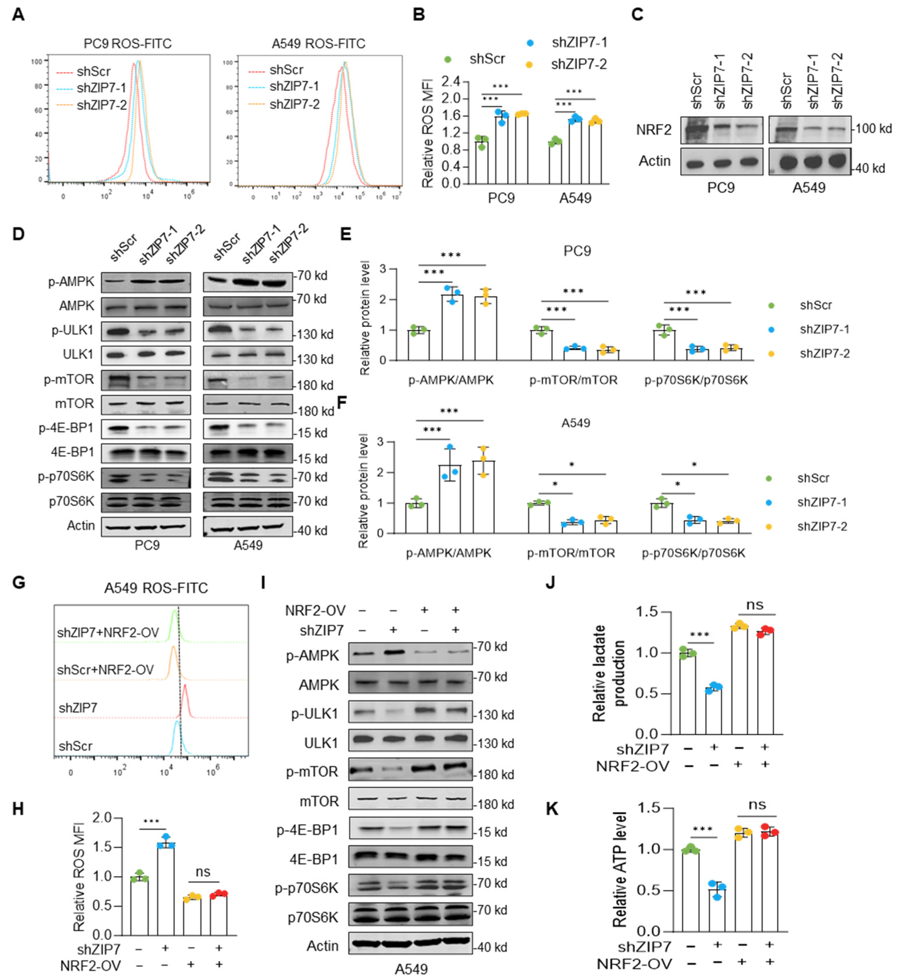 Biomedicines 14 01262 g004 Biomedicines 14 01262 g004