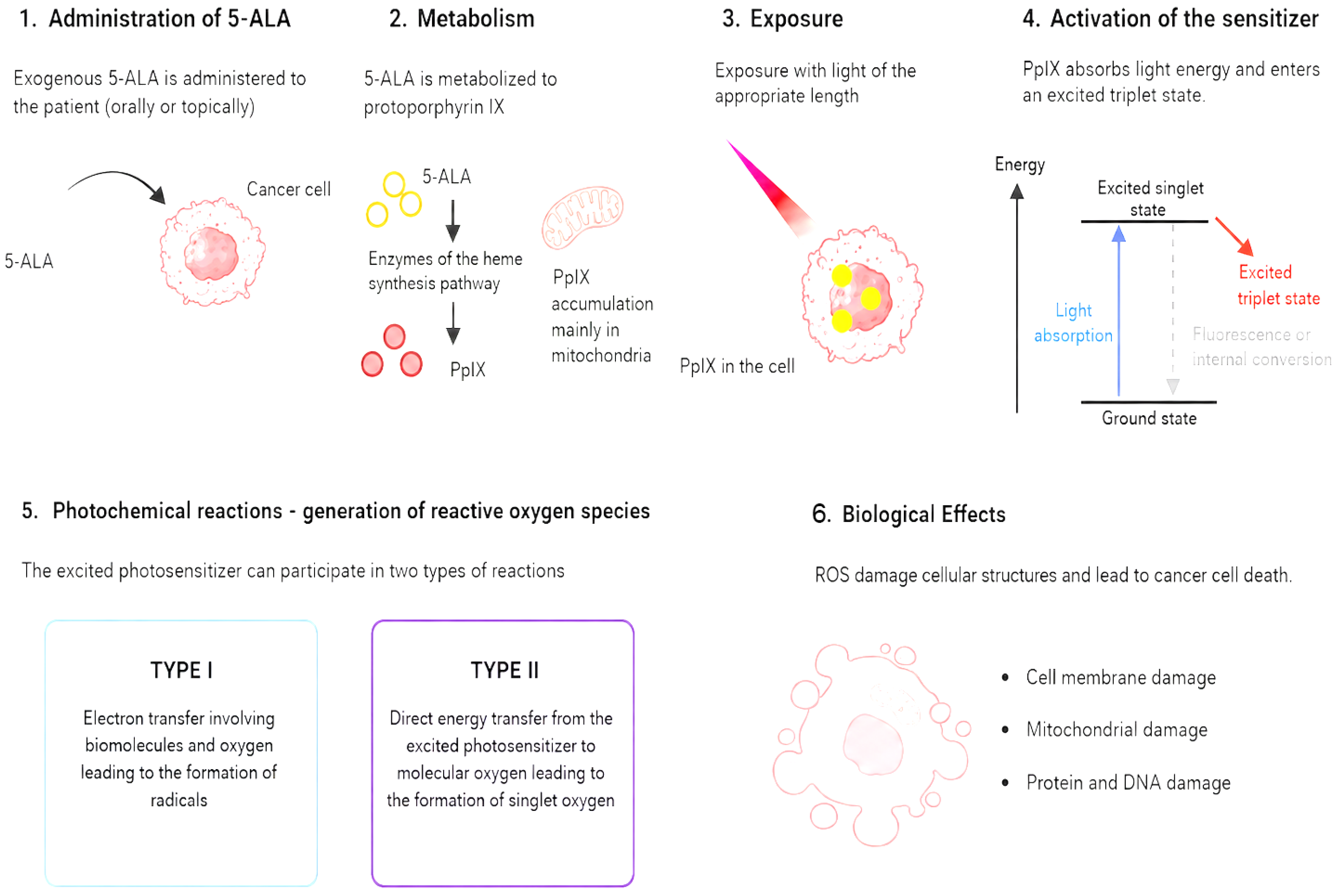 Biomedicines 14 01314 g002 Biomedicines 14 01314 g002