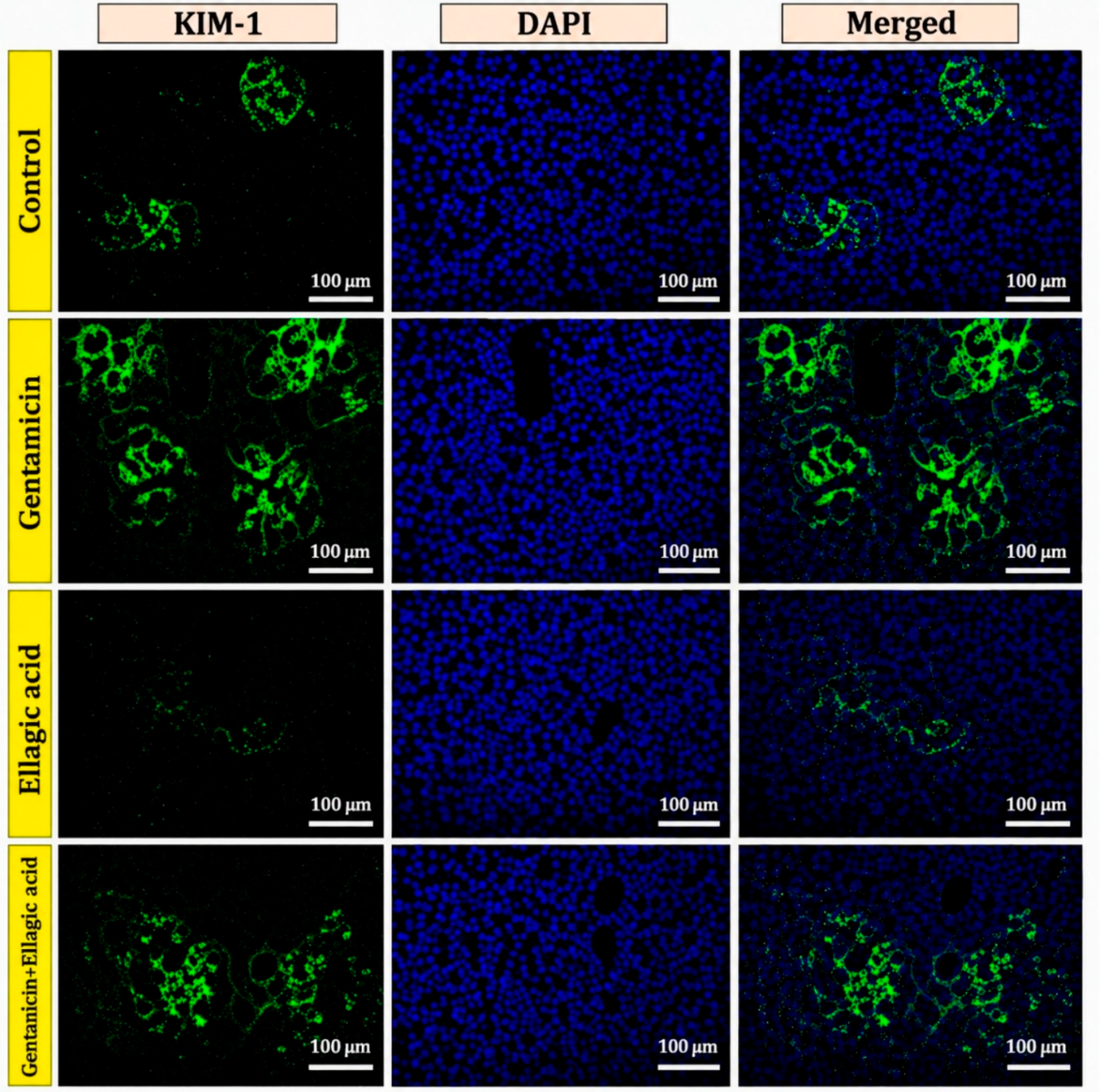 Biomedicines 14 01385 g009 Biomedicines 14 01385 g009