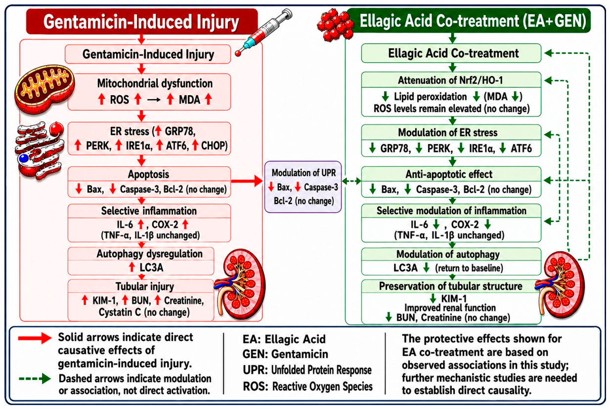 Biomedicines 14 01385 g012 Biomedicines 14 01385 g012