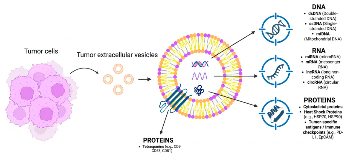 Biomedicines 14 01411 g001 Biomedicines 14 01411 g001