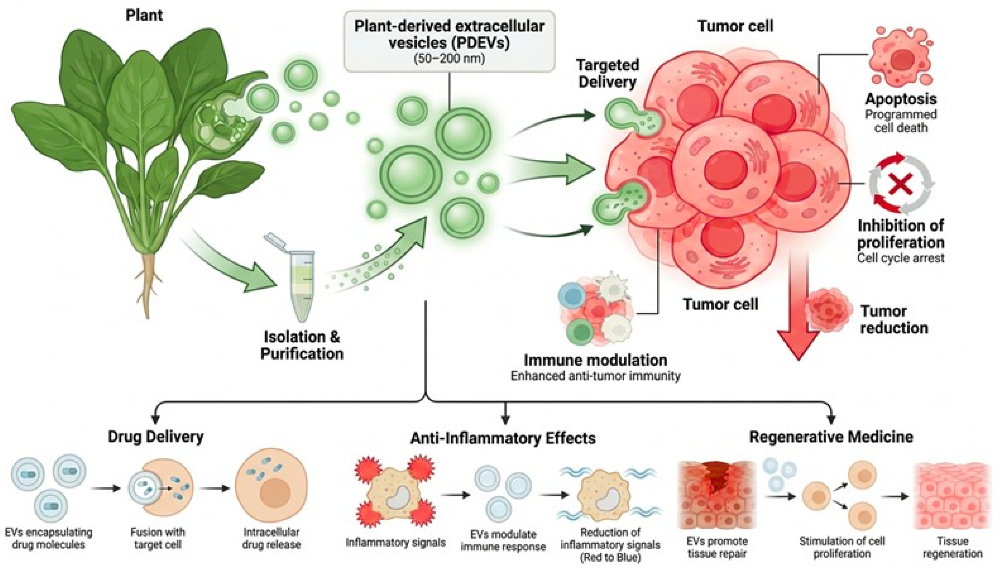 Biomedicines 14 01411 g002 Biomedicines 14 01411 g002
