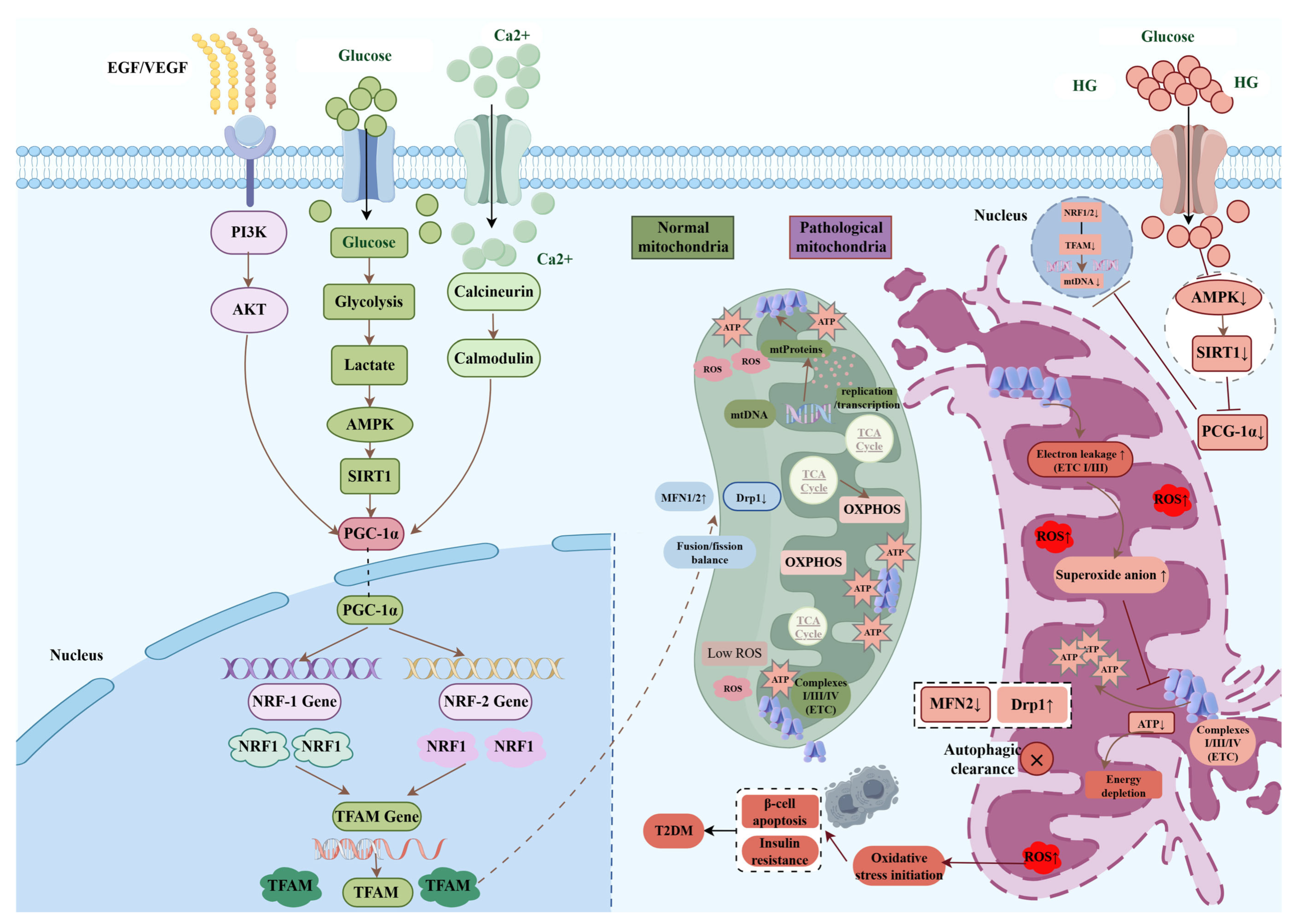 Biomedicines 14 01427 g001 Biomedicines 14 01427 g001