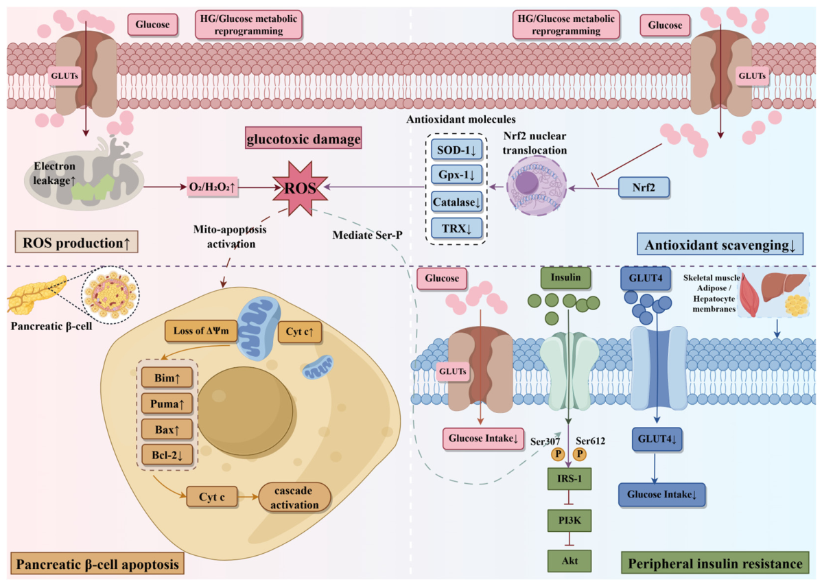 Biomedicines 14 01427 g002 Biomedicines 14 01427 g002