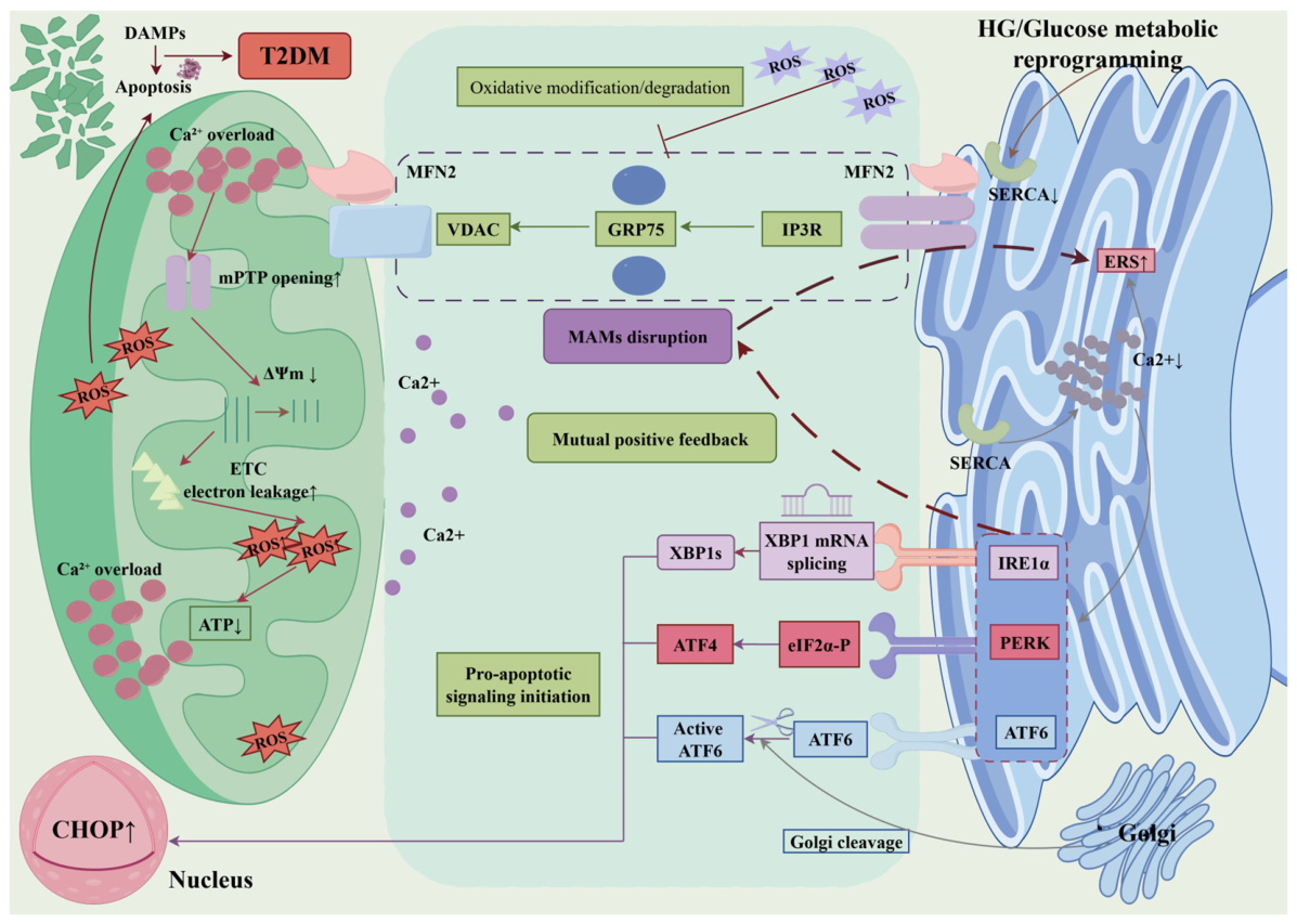 Biomedicines 14 01427 g003 Biomedicines 14 01427 g003