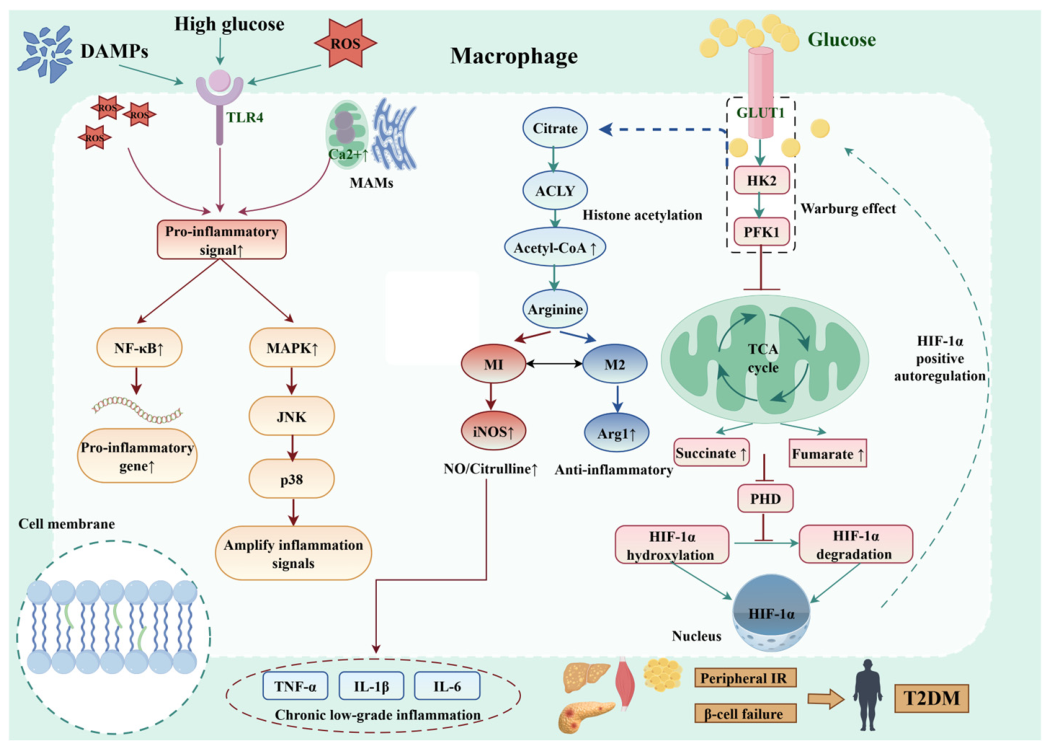 Biomedicines 14 01427 g004 Biomedicines 14 01427 g004