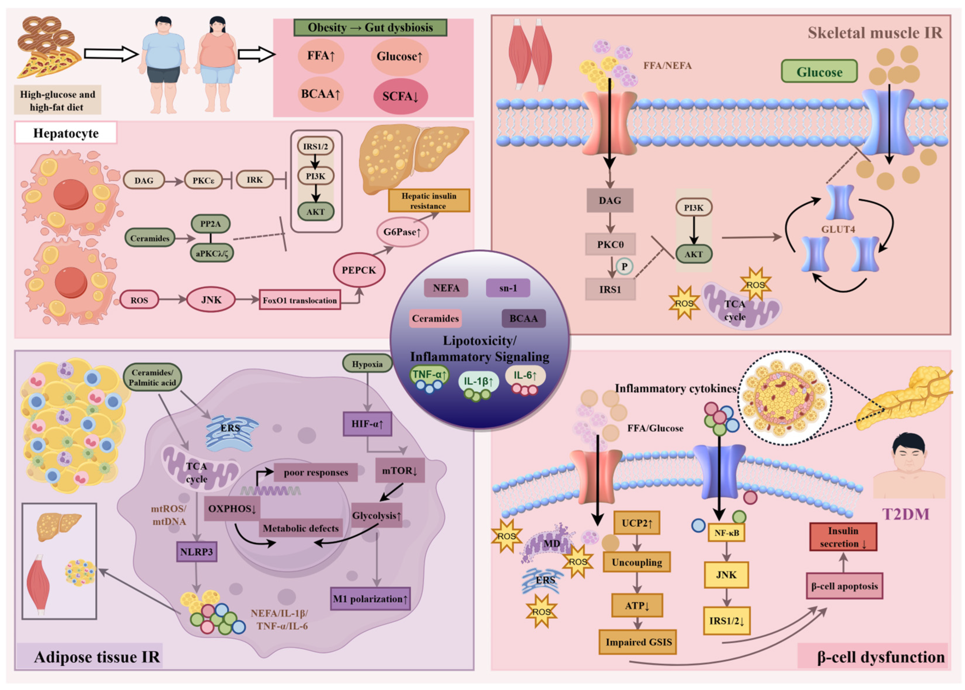 Biomedicines 14 01427 g005 Biomedicines 14 01427 g005