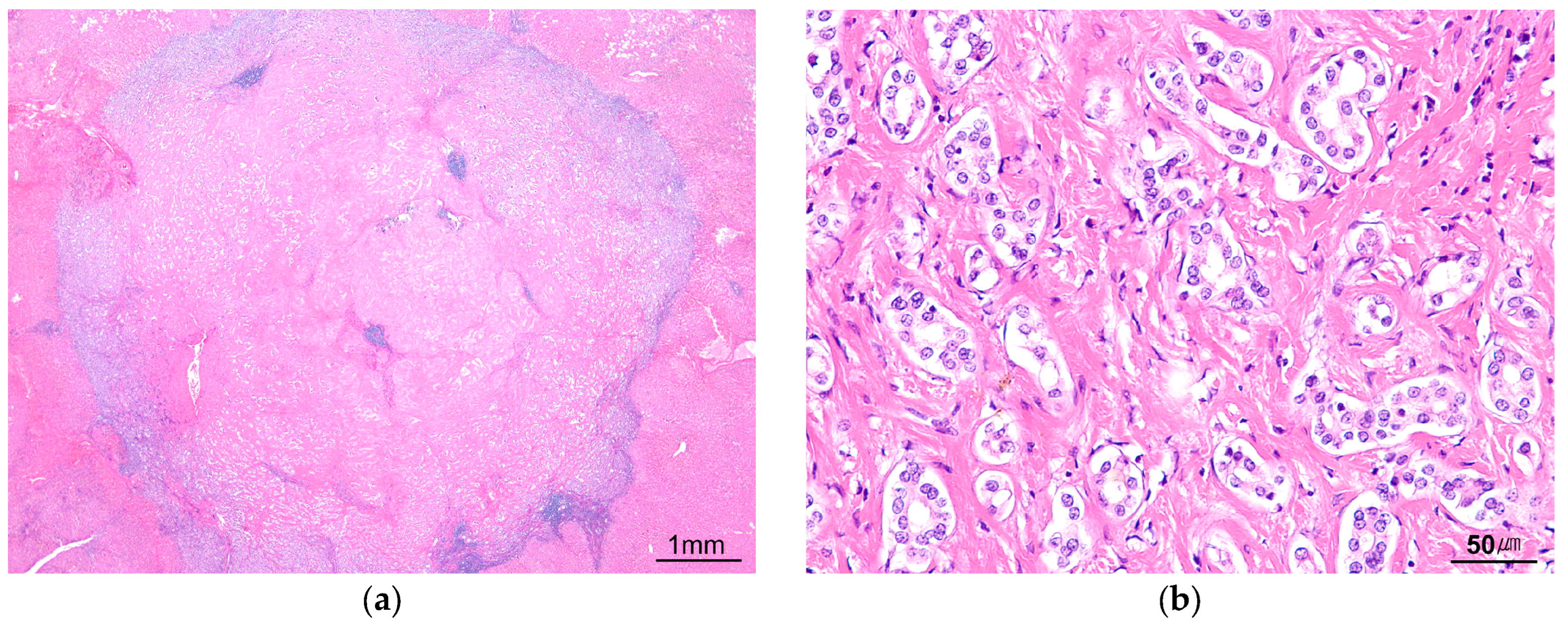 Biomedicines 14 01548 g001 Biomedicines 14 01548 g001