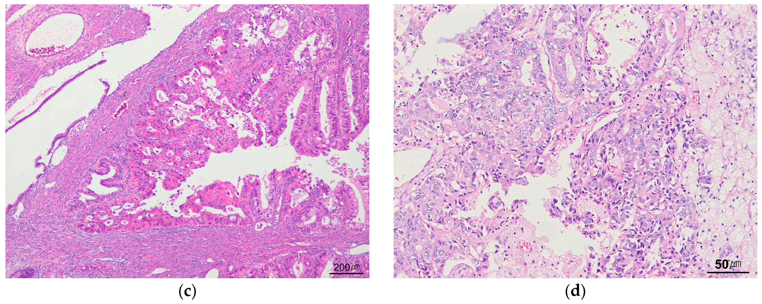 Biomedicines 14 01548 g003b Biomedicines 14 01548 g003b