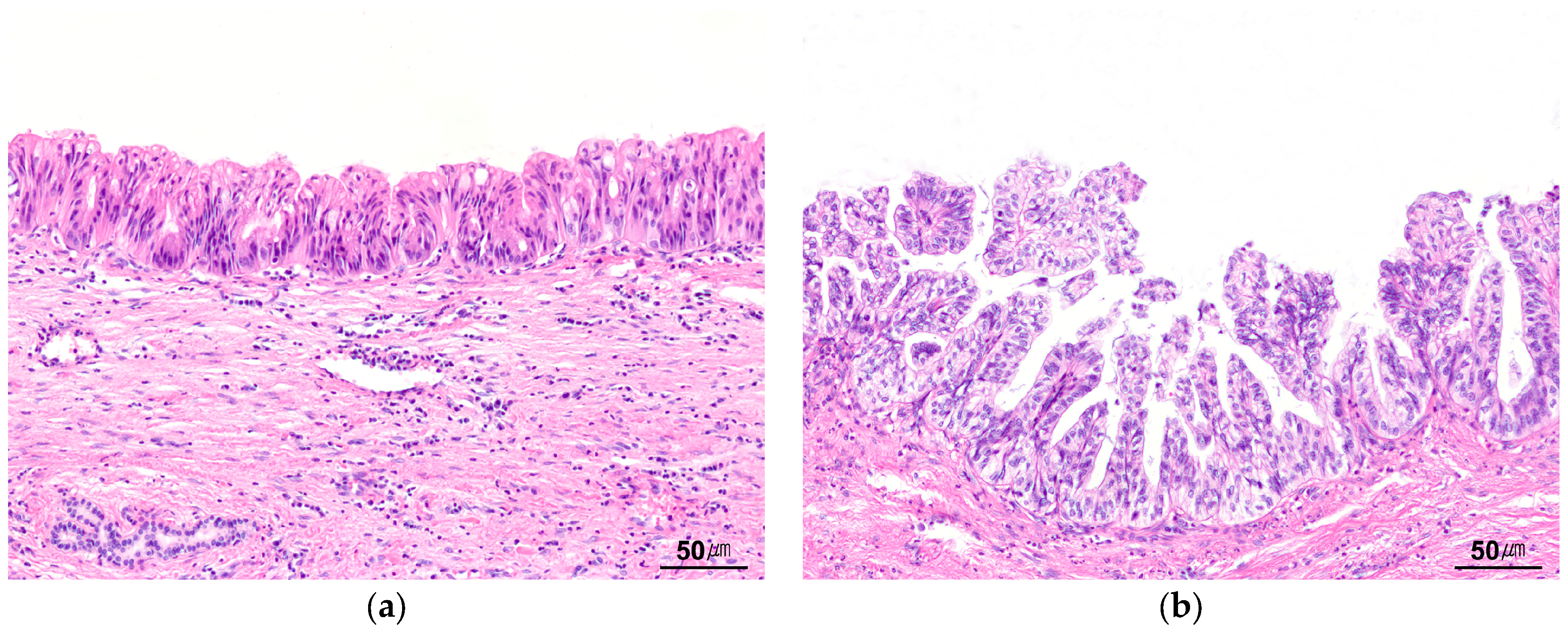 Biomedicines 14 01548 g004 Biomedicines 14 01548 g004