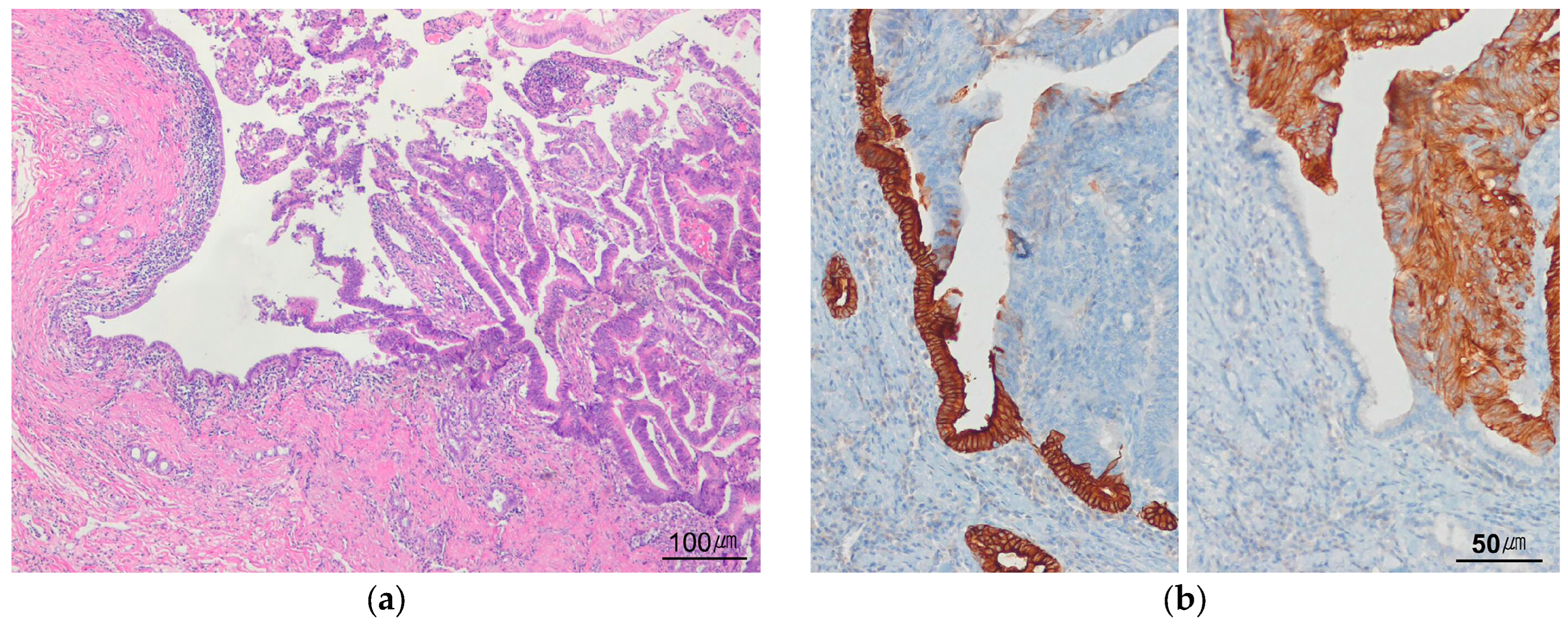 Biomedicines 14 01548 g014 Biomedicines 14 01548 g014
