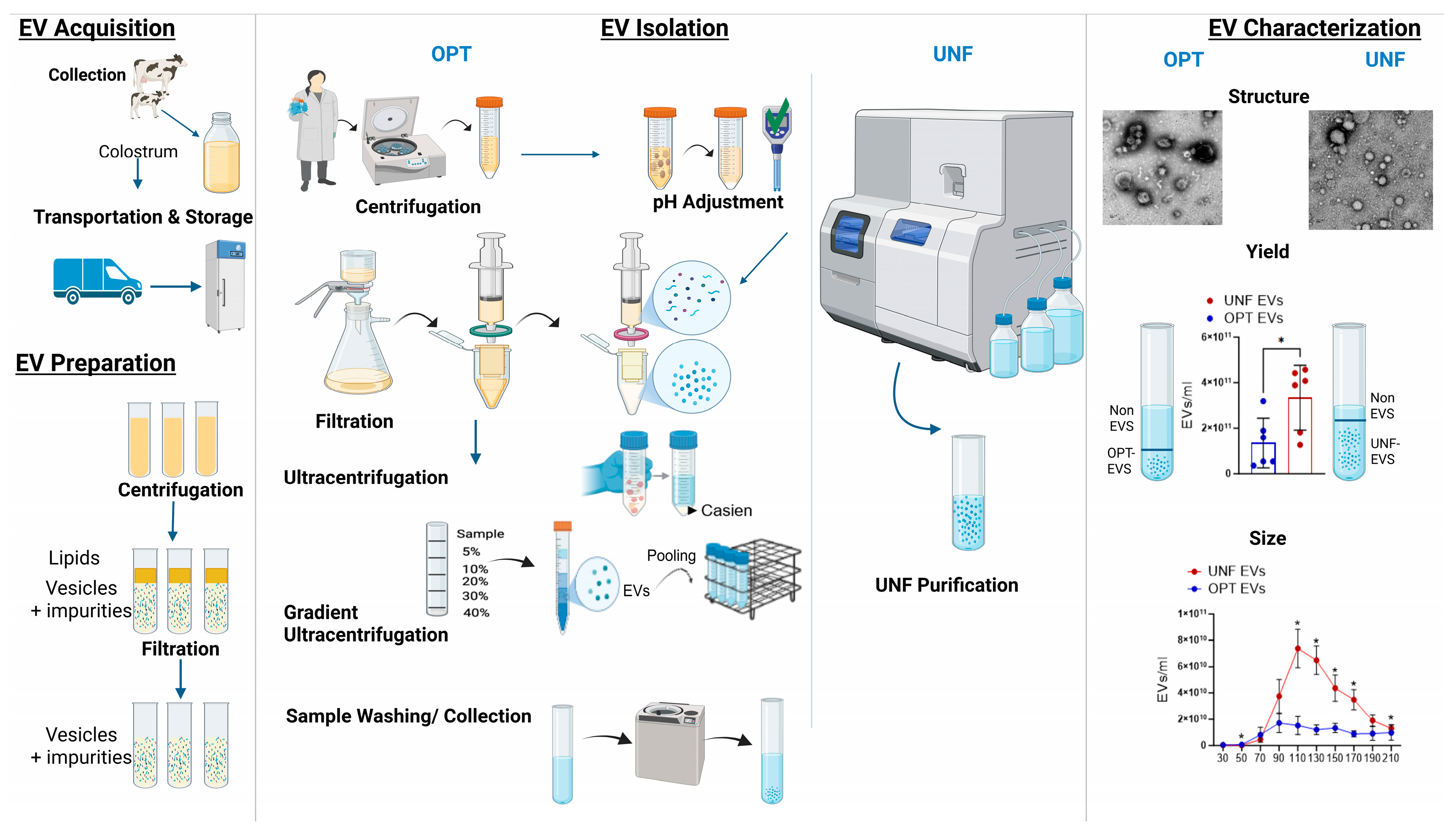 Biomedicines 14 01549 g001 Biomedicines 14 01549 g001