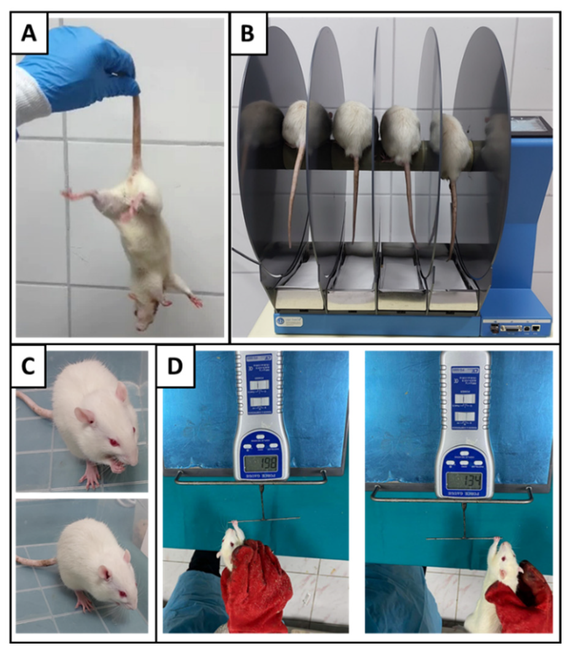 Biomedicines 14 01603 g002 Biomedicines 14 01603 g002