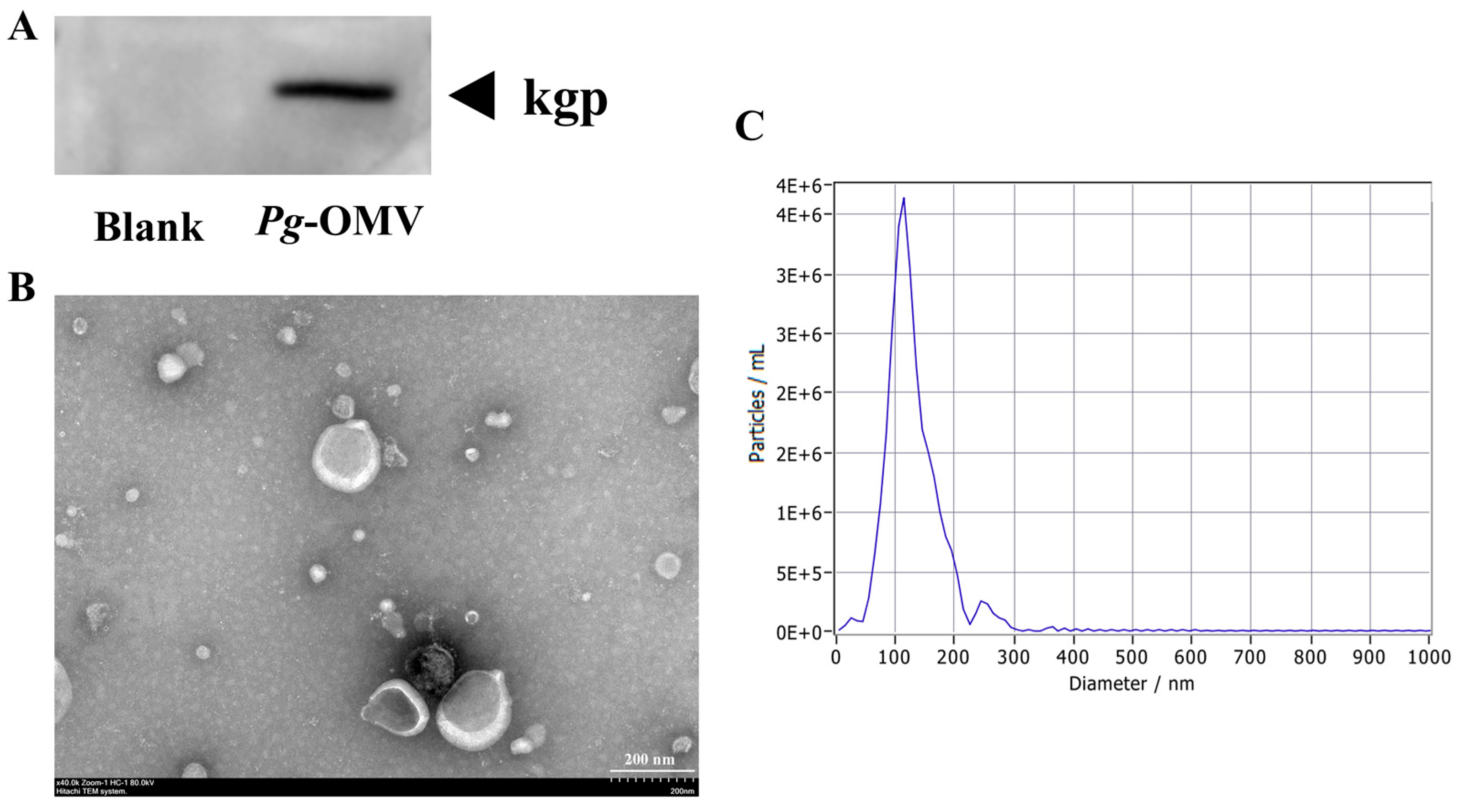 Biomedicines 14 01640 g001 Biomedicines 14 01640 g001