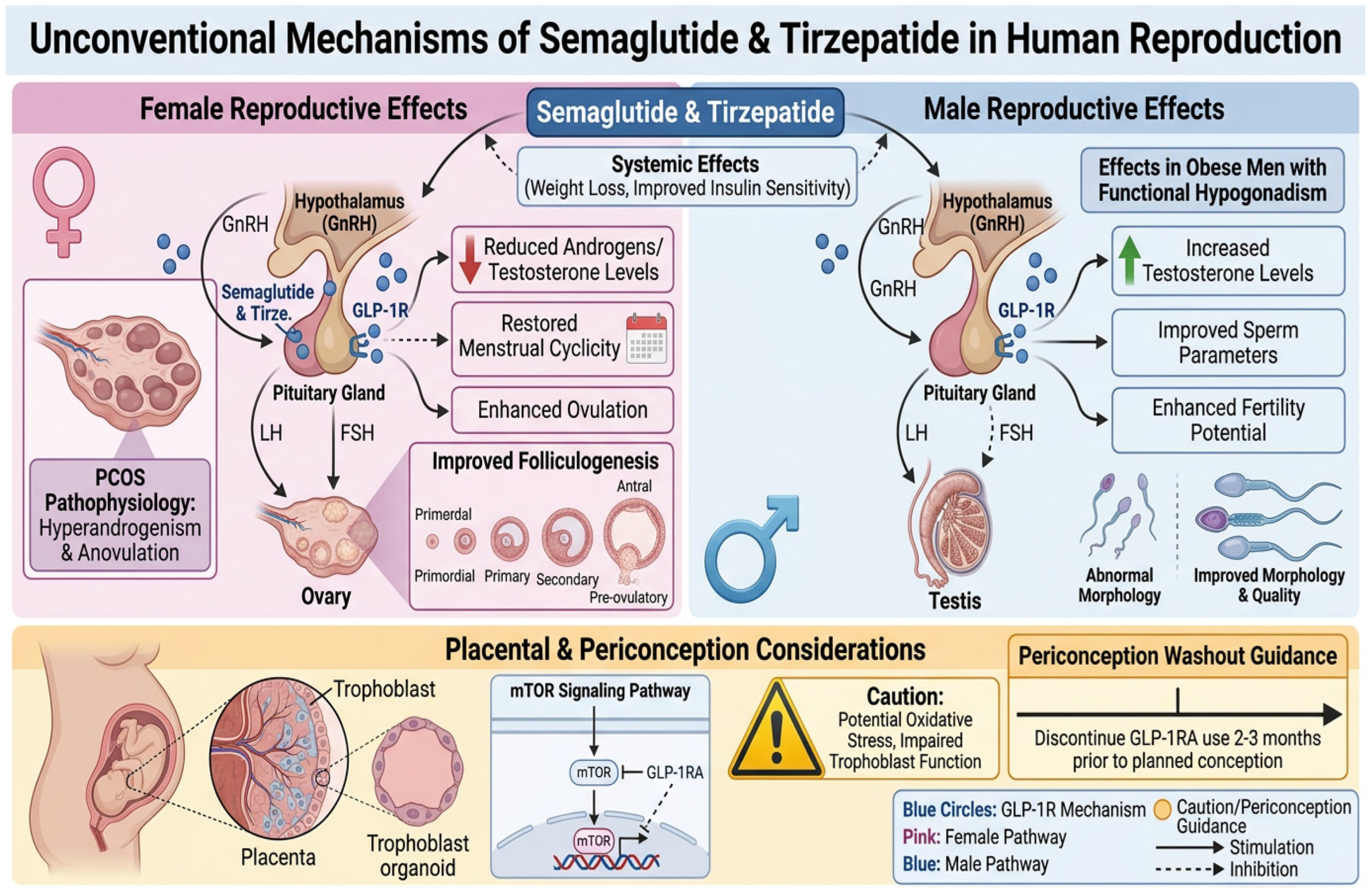 Biomedicines 14 01644 g005 Biomedicines 14 01644 g005