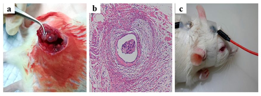 Biomedicines 14 01713 g002