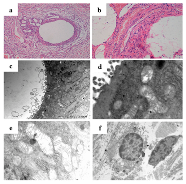 Biomedicines 14 01713 g004