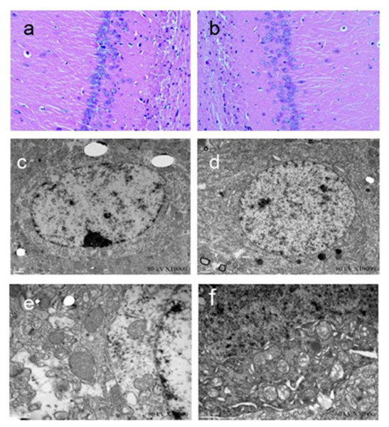 Biomedicines 14 01713 g006