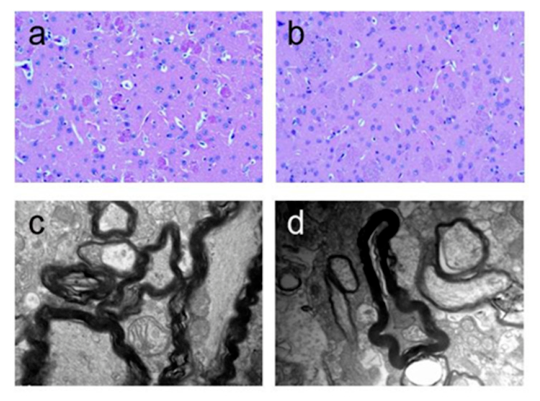 Biomedicines 14 01713 g007