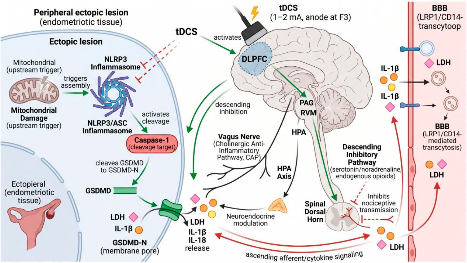 Biomedicines 14 01713 g010