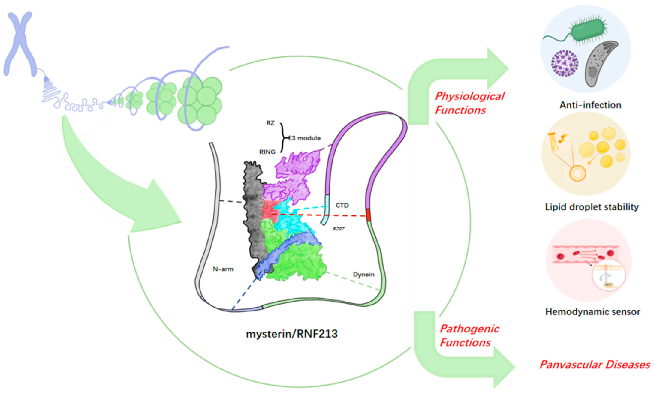 Biomedicines 14 01748 g001 Biomedicines 14 01748 g001
