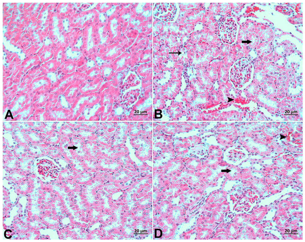 Biomedicines 14 01760 g003 Biomedicines 14 01760 g003