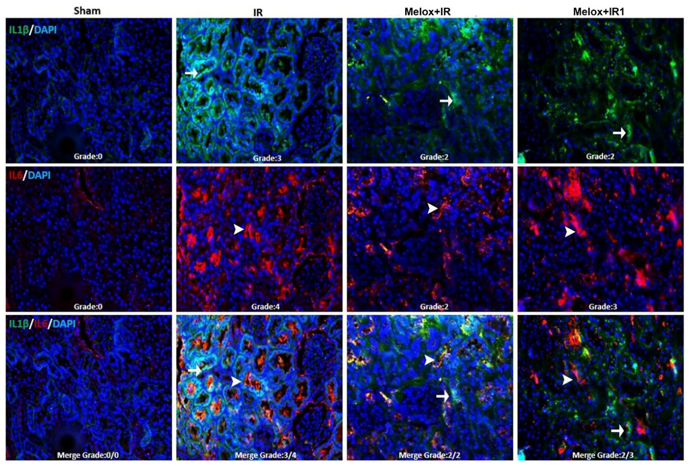 Biomedicines 14 01760 g007 Biomedicines 14 01760 g007