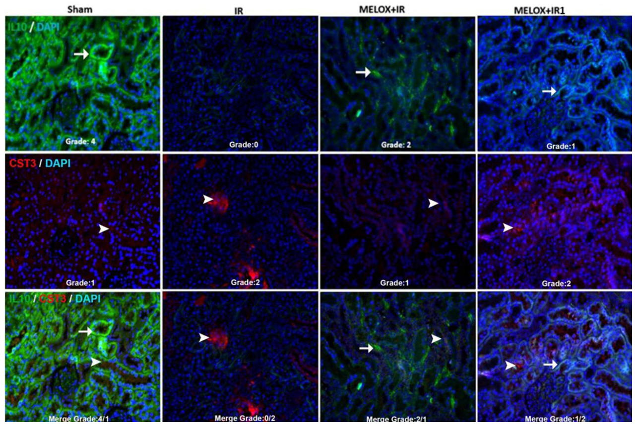 Biomedicines 14 01760 g009 Biomedicines 14 01760 g009