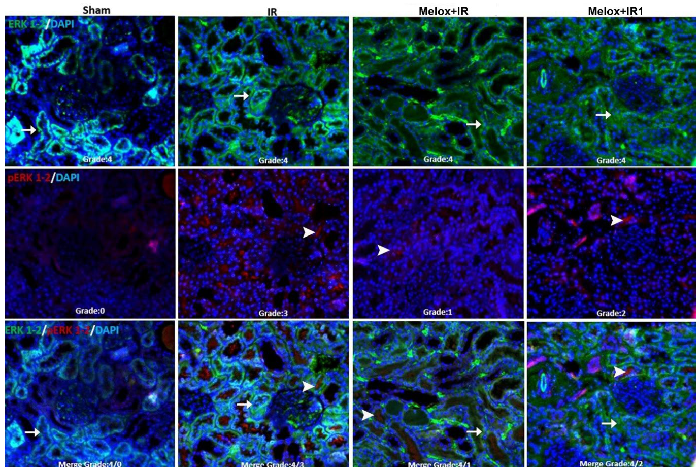 Biomedicines 14 01760 g013 Biomedicines 14 01760 g013